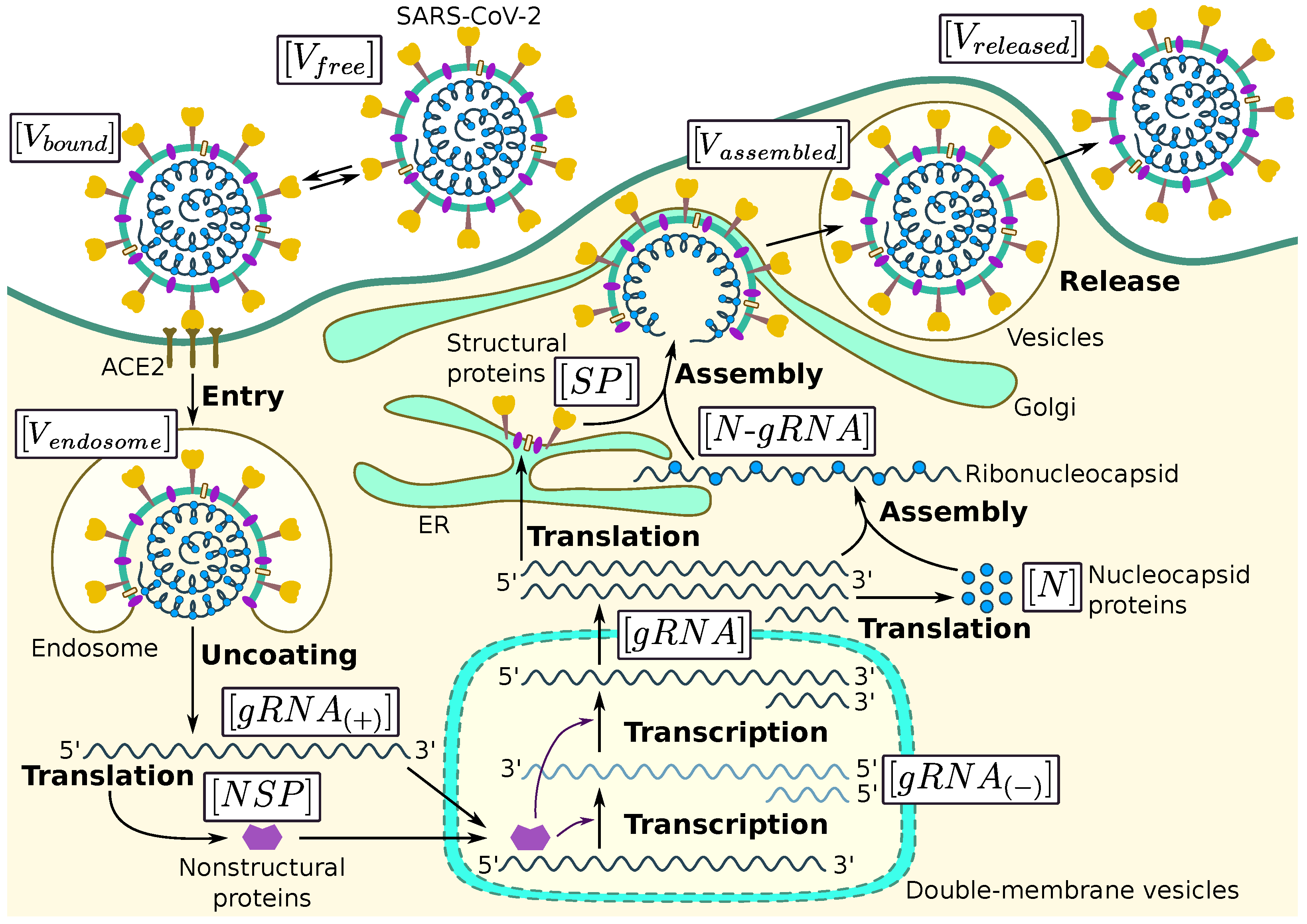 Viruses Free Full Text Intracellular Life Cycle Kinetics Of Sars