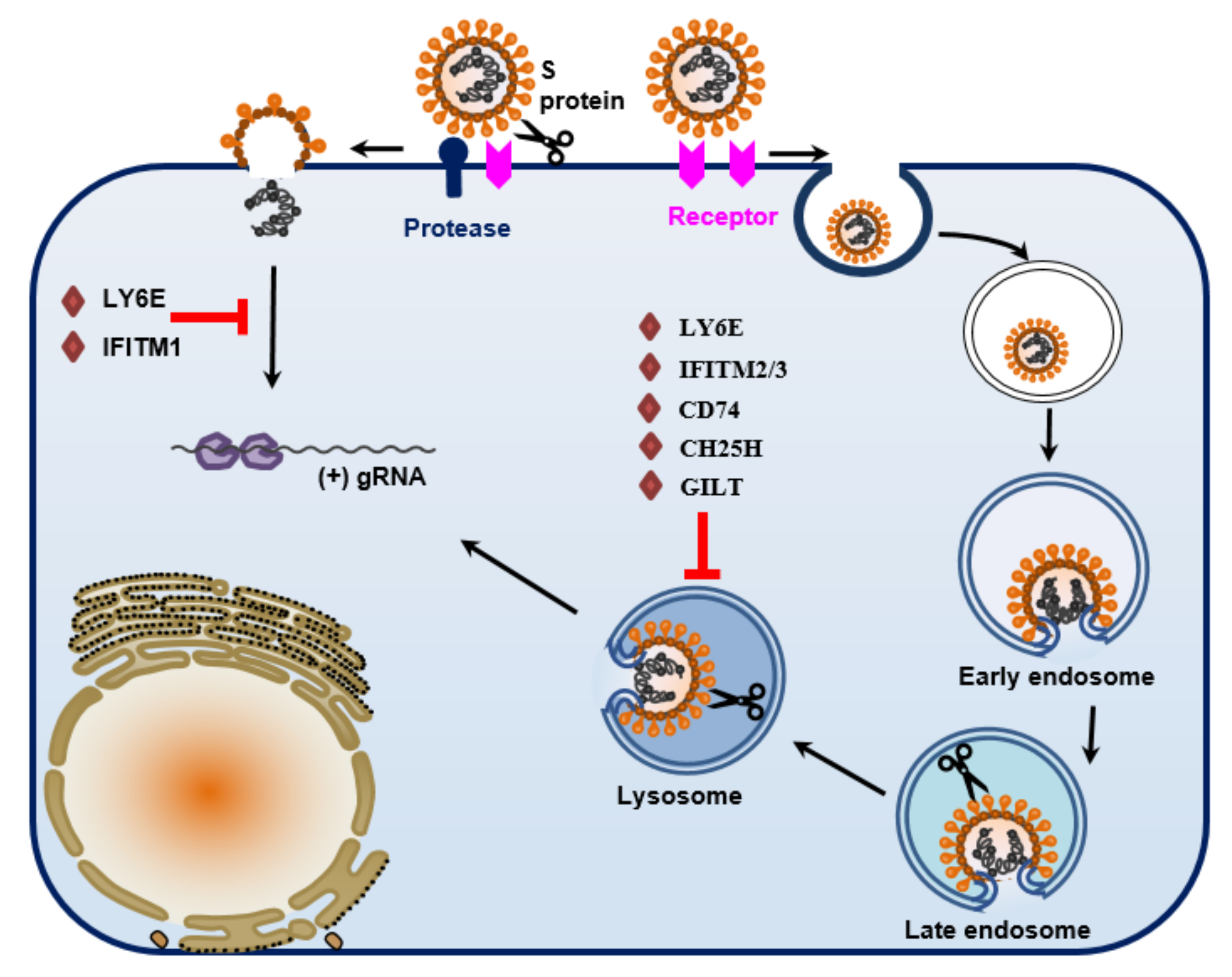 Viruses | Free Full-Text | Cell Entry of Animal Coronaviruses
