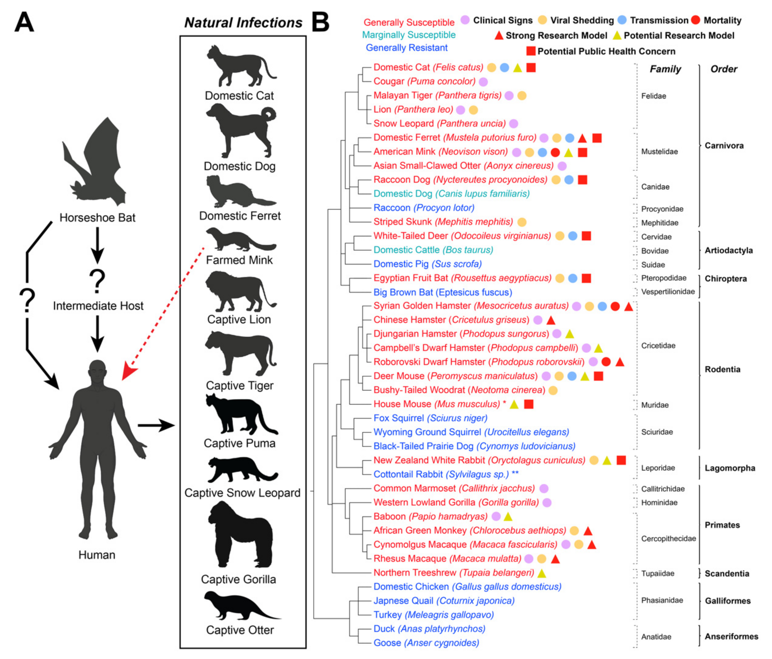 Viruses | Free Full-Text | Natural and Experimental SARS-CoV-2 Infection in  Domestic and Wild Animals