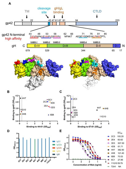 Viruses | Free Full-Text | Antibody Generation and Immunogenicity ...