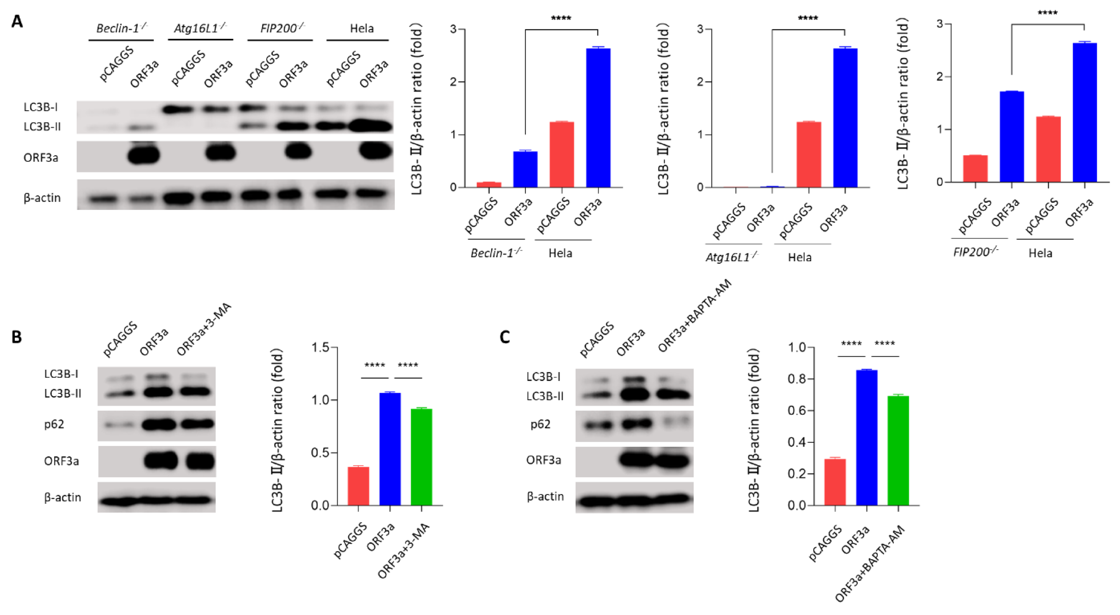 PDF) SARS-CoV-2 ORF3A interacts with the Clic-like chloride channel-1 (  CLCC1 ) and triggers an unfolded protein response