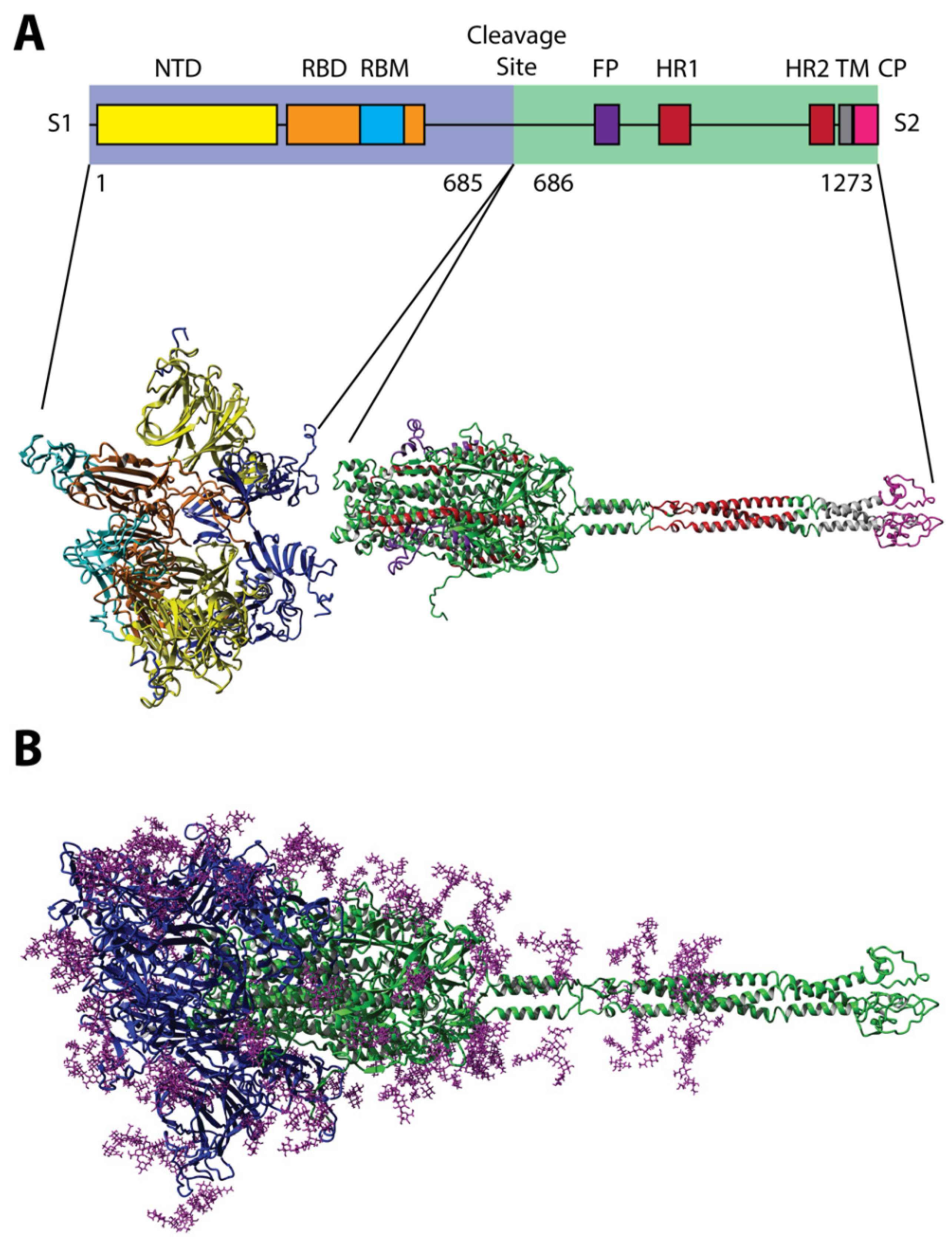 Viruses Free Full Text Phage Displayed Mimotopes of SARS CoV 2