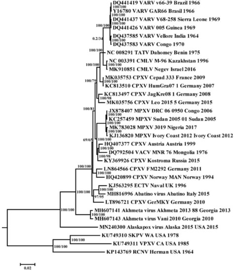 Viruses Free FullText An Update of Orthopoxvirus Molecular Evolution