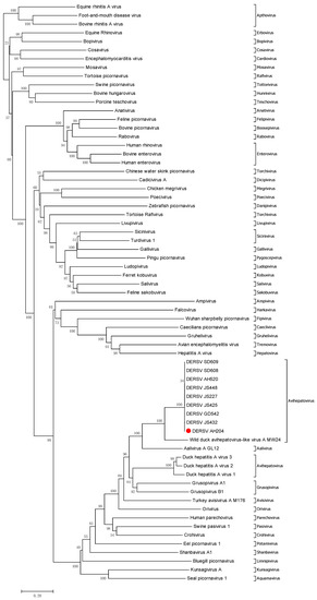 Viruses | Free Full-Text | An Emerging Duck Egg-Reducing Syndrome ...