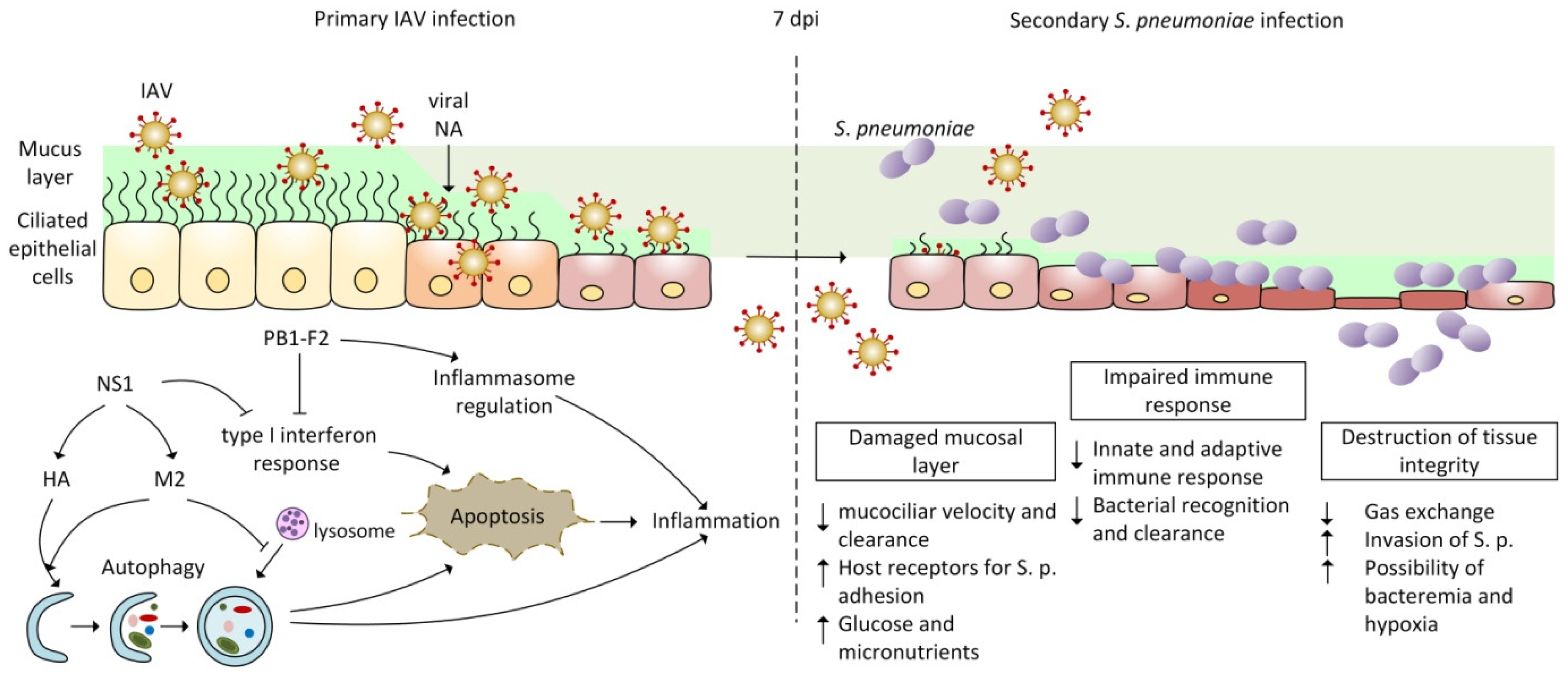 Interaction of Staphylococcus aureus and Host Cells upon Infection of  Bronchial Epithelium during Different Stages of Regeneration