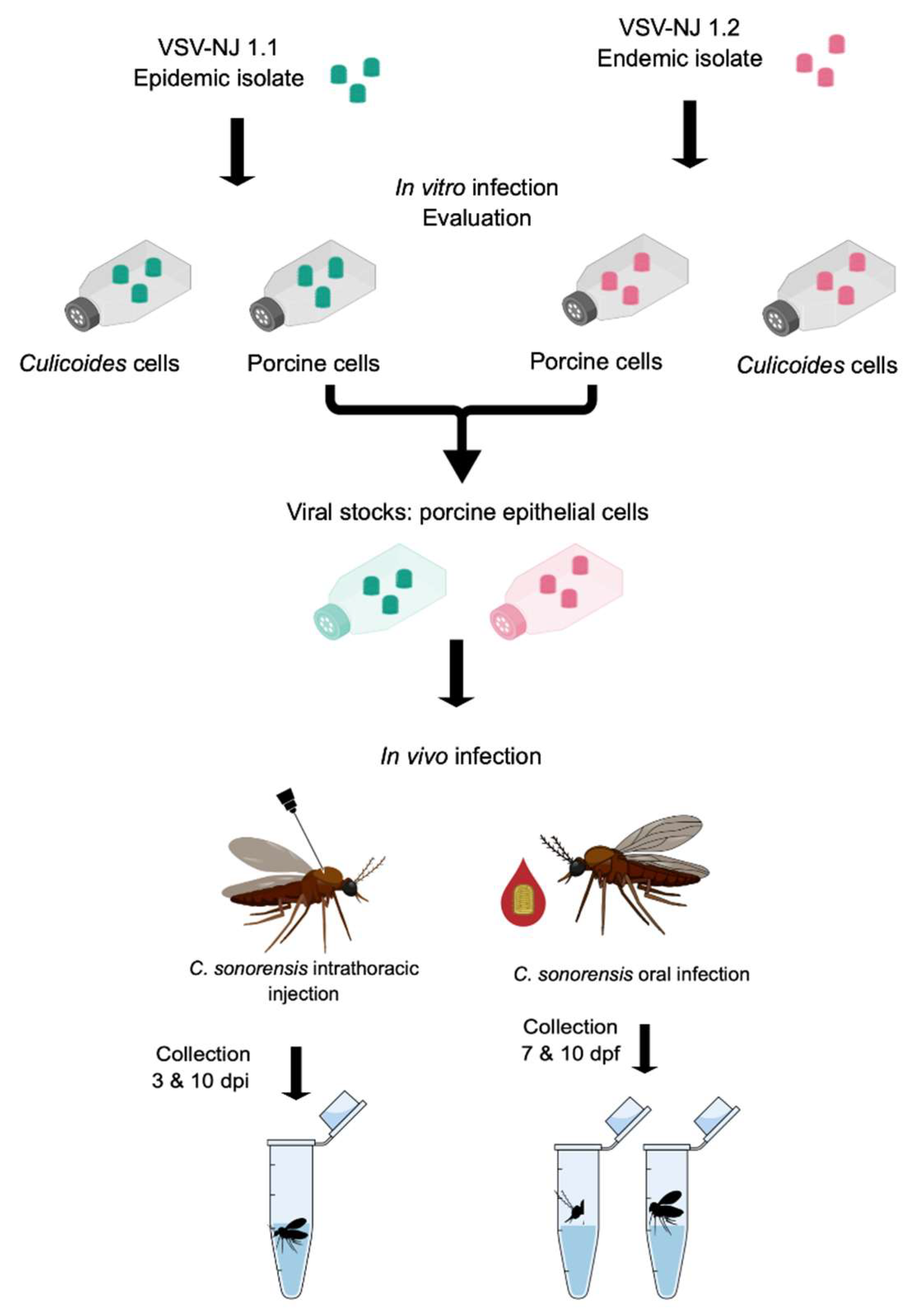 Viruses | Free Full-Text | Comparison Of Endemic And Epidemic Vesicular ...