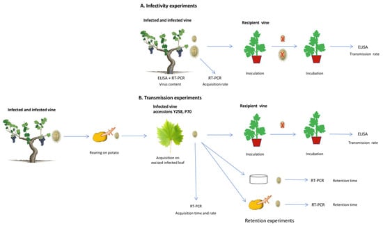 Viruses | Free Full-Text | Transmission of Grapevine Ampelo- and ...