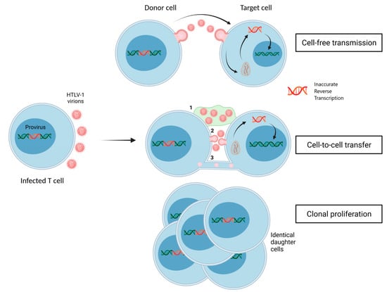 Viruses | Free Full-Text | Is the HTLV-1 Retrovirus Targeted by Host ...