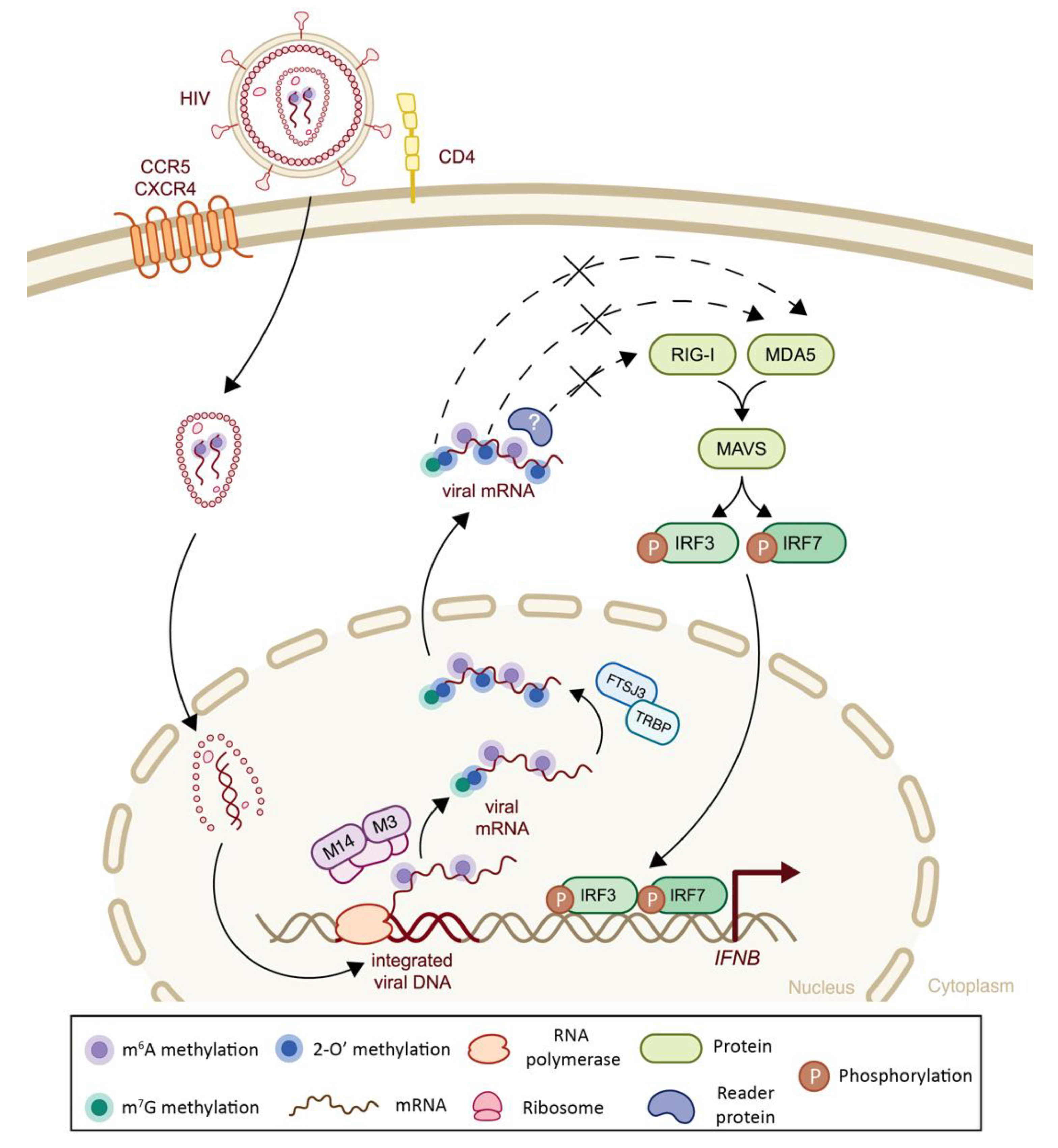 2′-O methylation of the viral mRNA cap evades host restriction by IFIT  family members