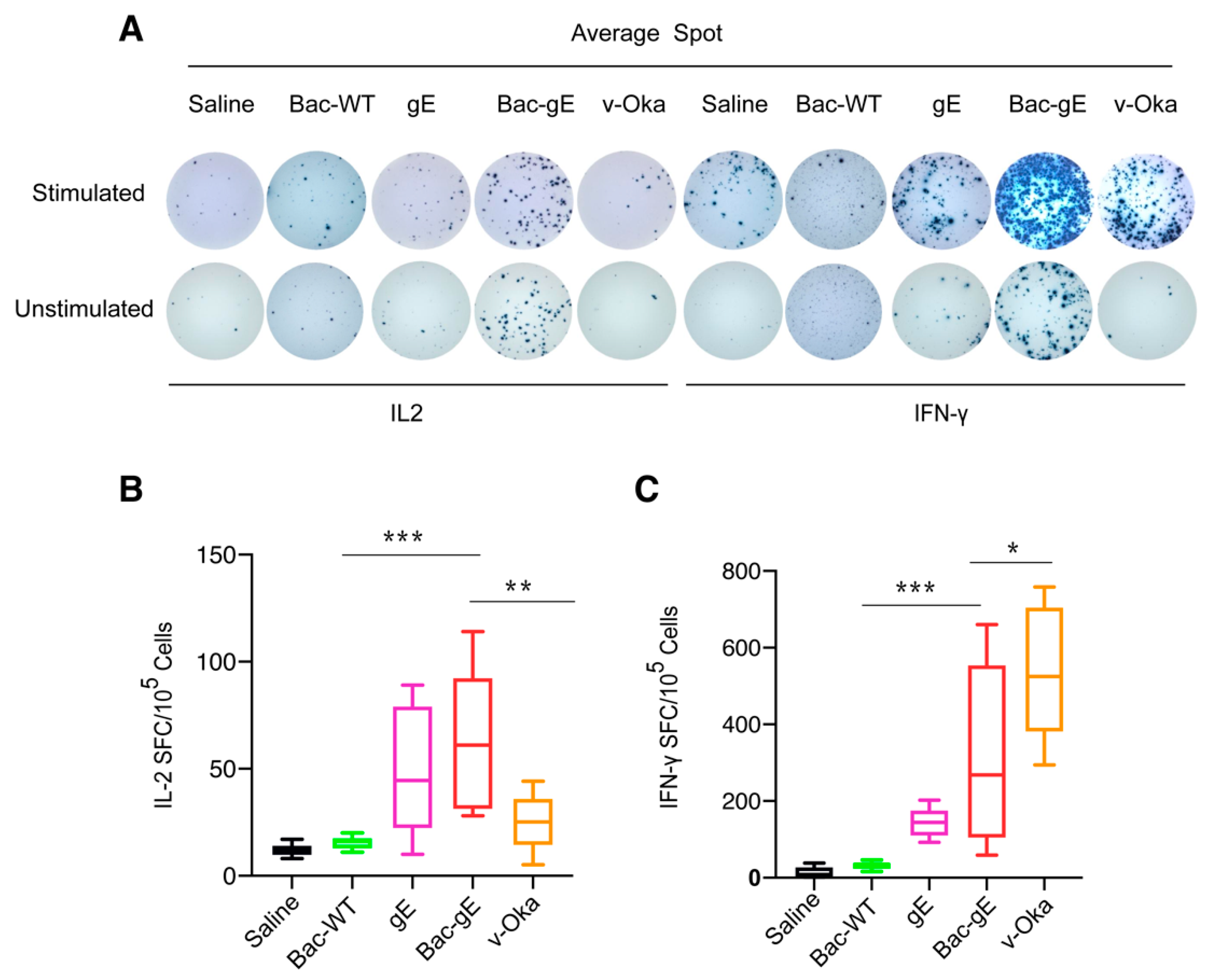 Baculovirus Display Of Varicella Zoster Virus Glycoprotein E Induces Baculovirus Display Of Varicella Zoster Virus Glycoprotein E Induces