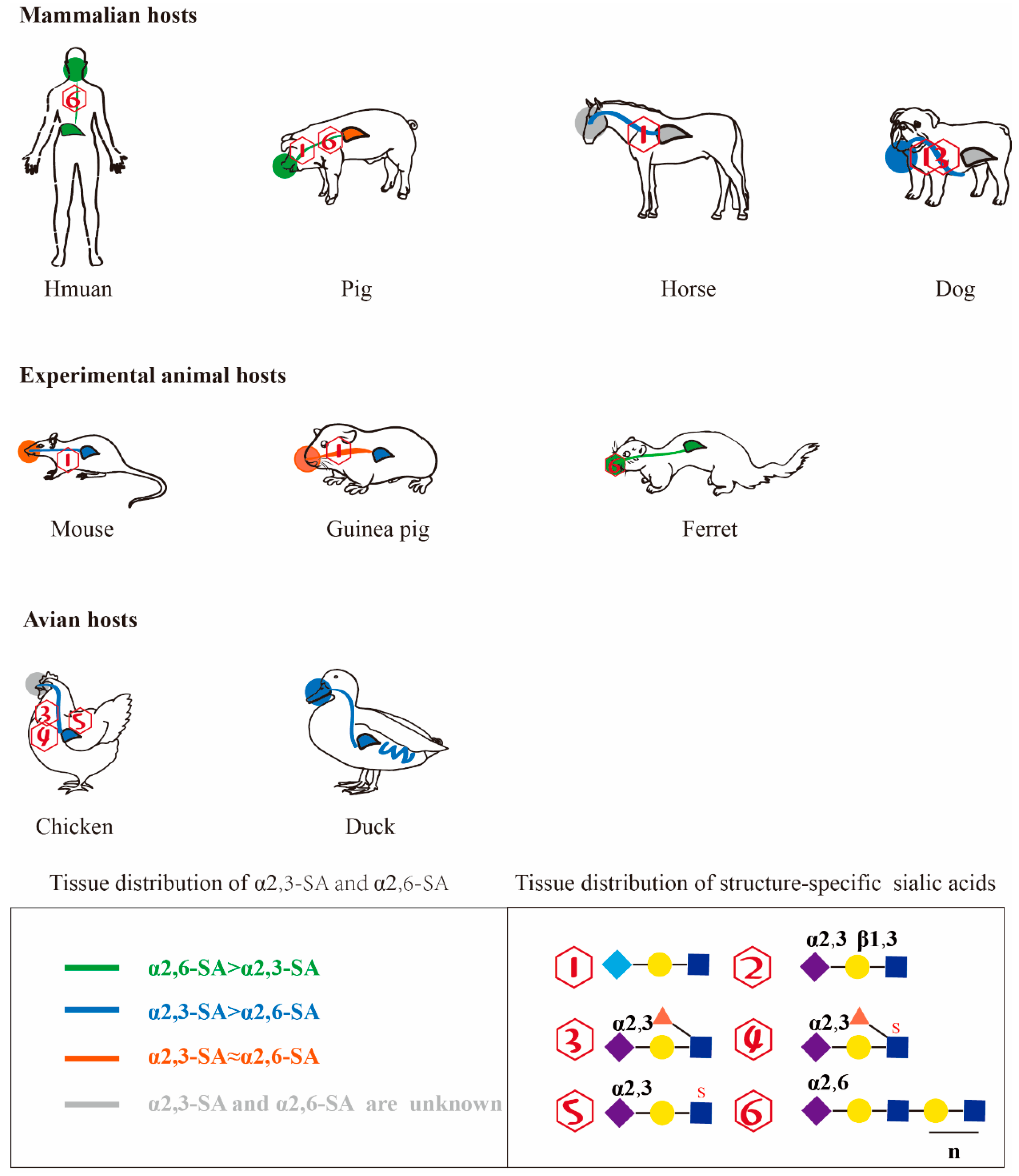 Viruses | Free Full-Text | Influence of Host Sialic Acid Receptors