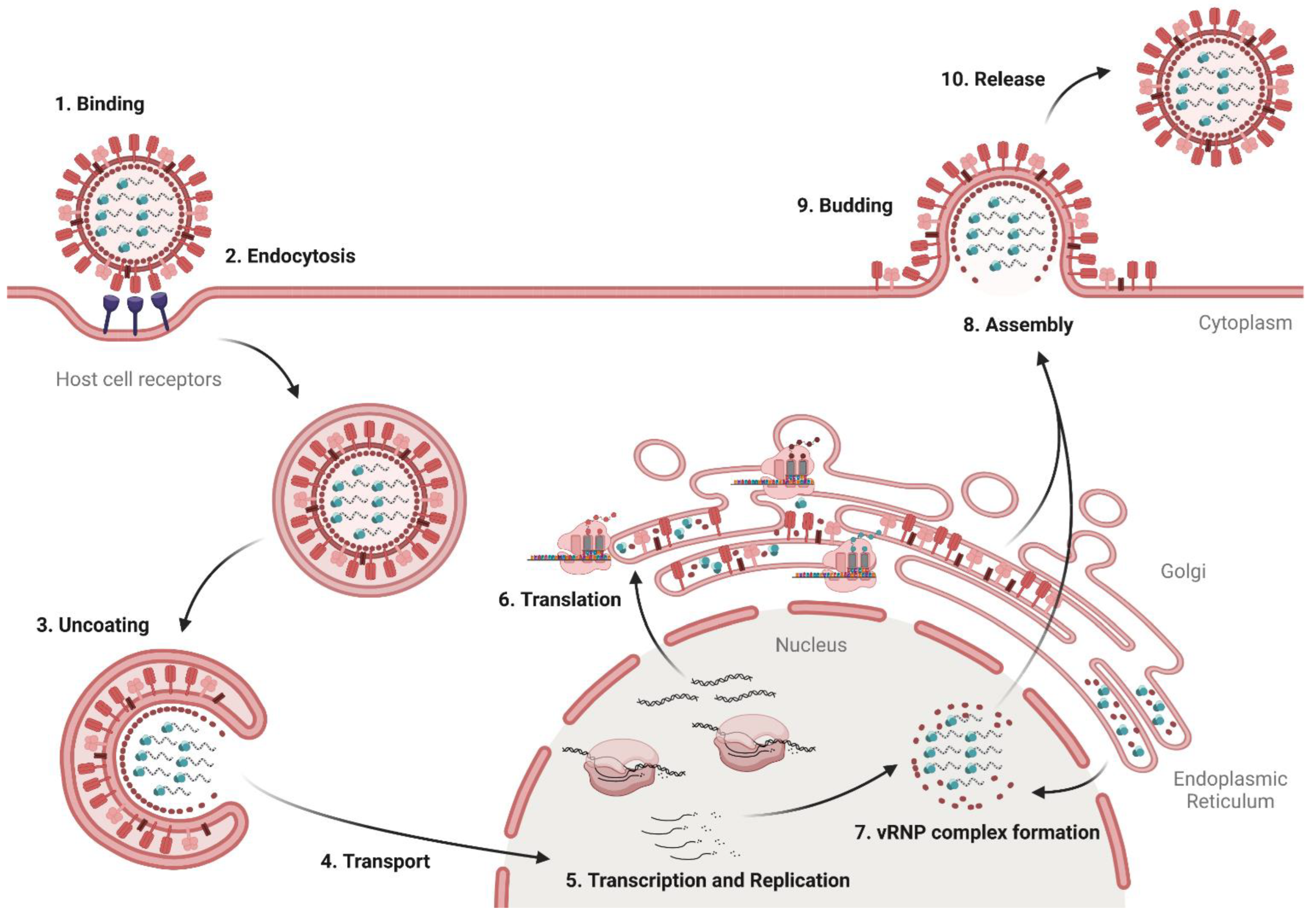 influenza virus life cycle