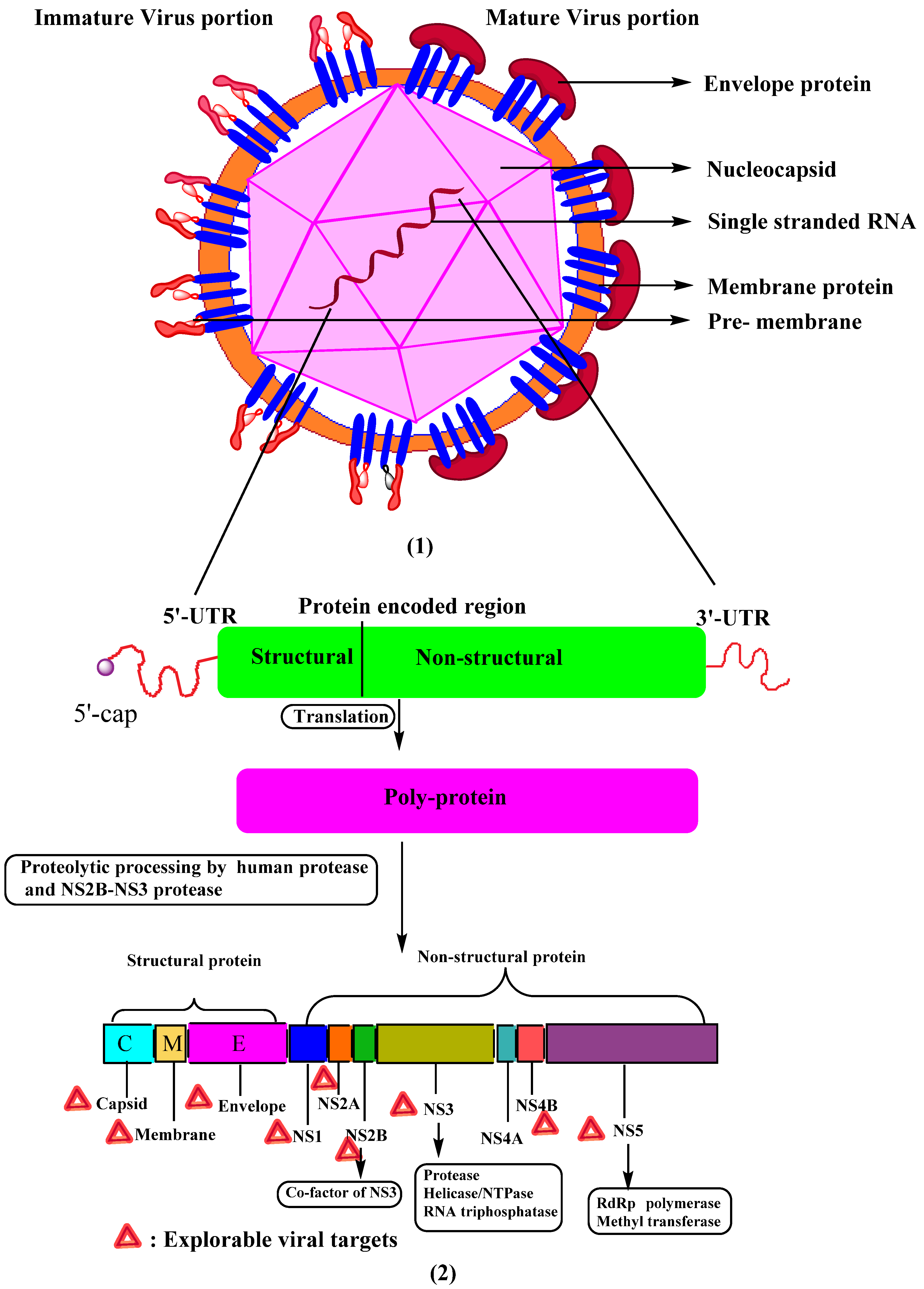 Viruses | Free Full-Text | Inhibitory Potential of Chromene Derivatives ...