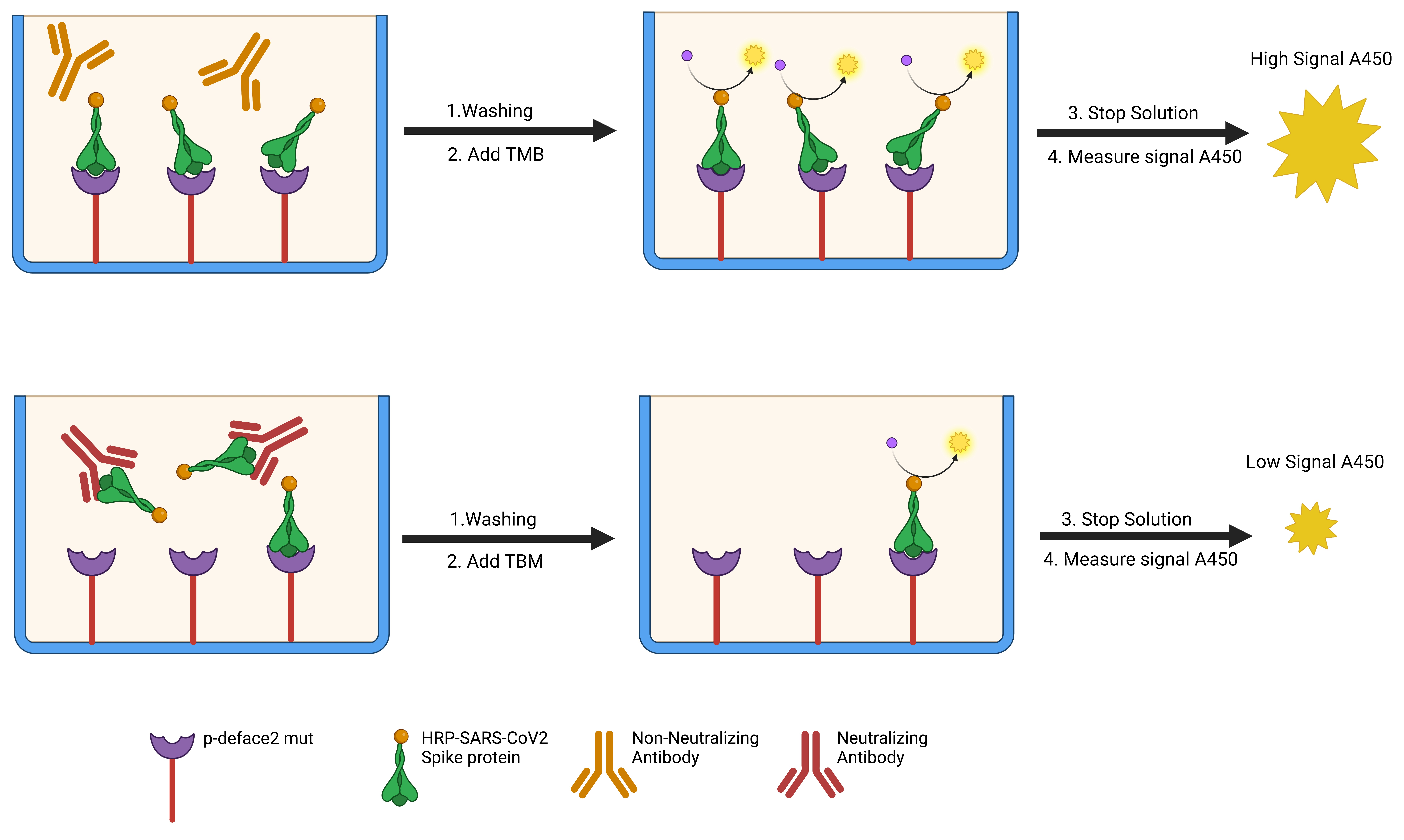 antibody neutralization