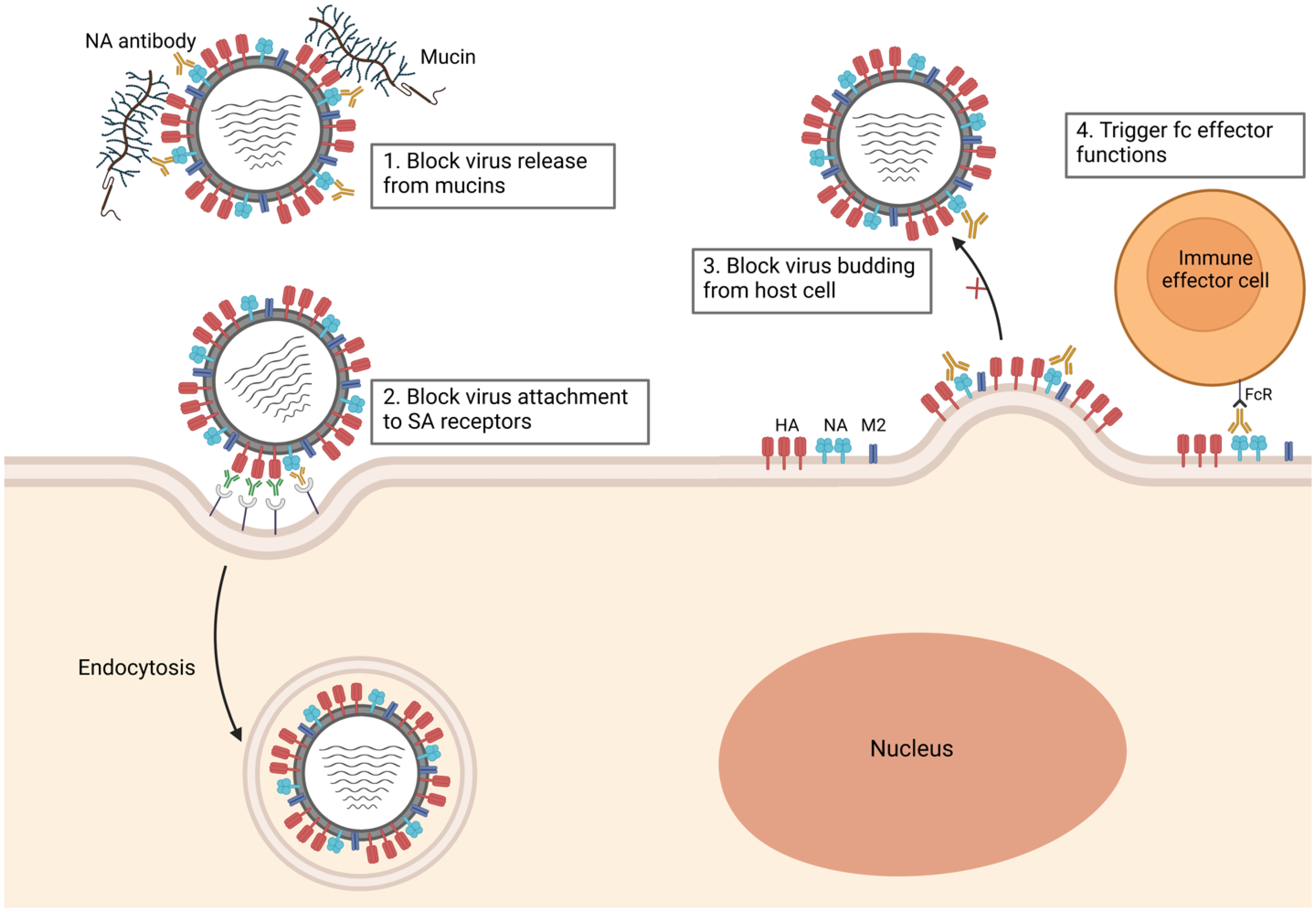 Viruses Free Full Text Broadly Protective Neuraminidase Based 