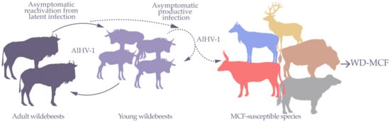 Viruses | Free Full-Text | Wildebeest-Derived Malignant Catarrhal Fever ...