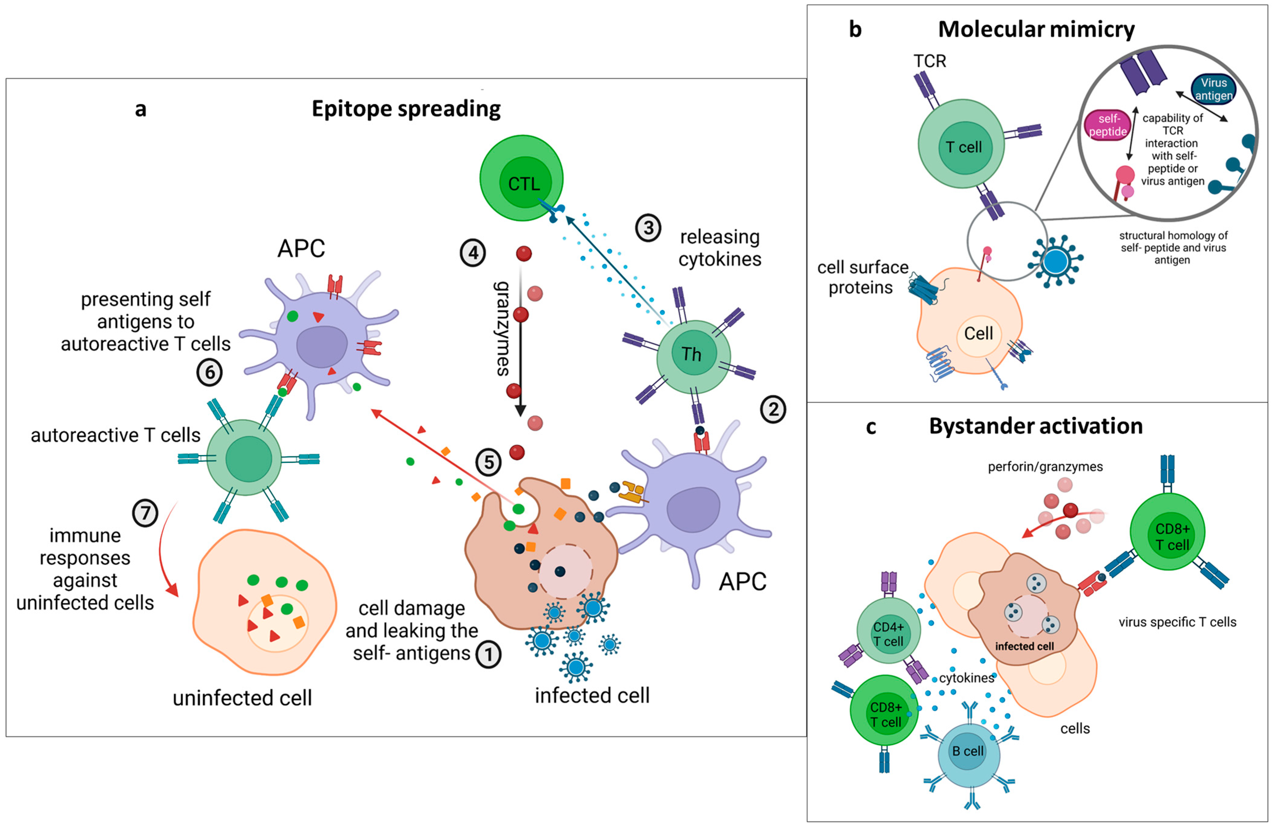Viruses | Free Full-Text | The Role of Viral Infections in the 
