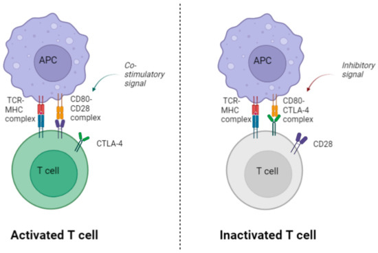 The Role of CTLA-4 in T Cell Exhaustion in Chronic Hepatitis