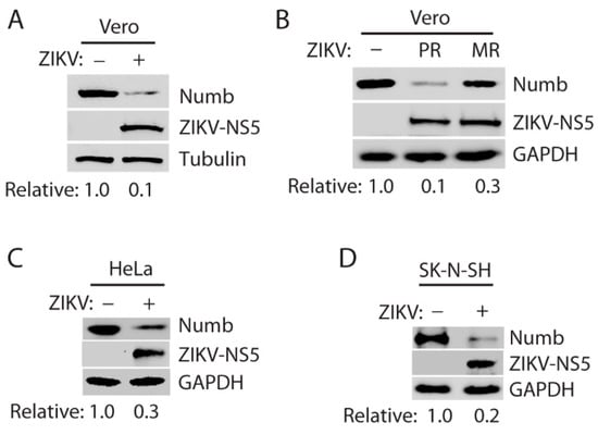 Viruses | Free Full-Text | Zika Virus Induces Degradation Of The Numb ...