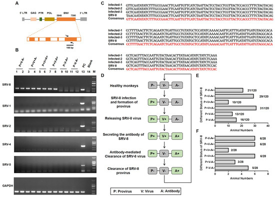 Viruses | Free Full-Text | Characterizing the Pathogenicity and ...