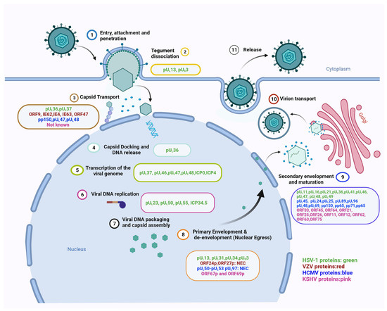 Viruses | Free Full-Text | Comprehensive Analysis of the Tegument ...