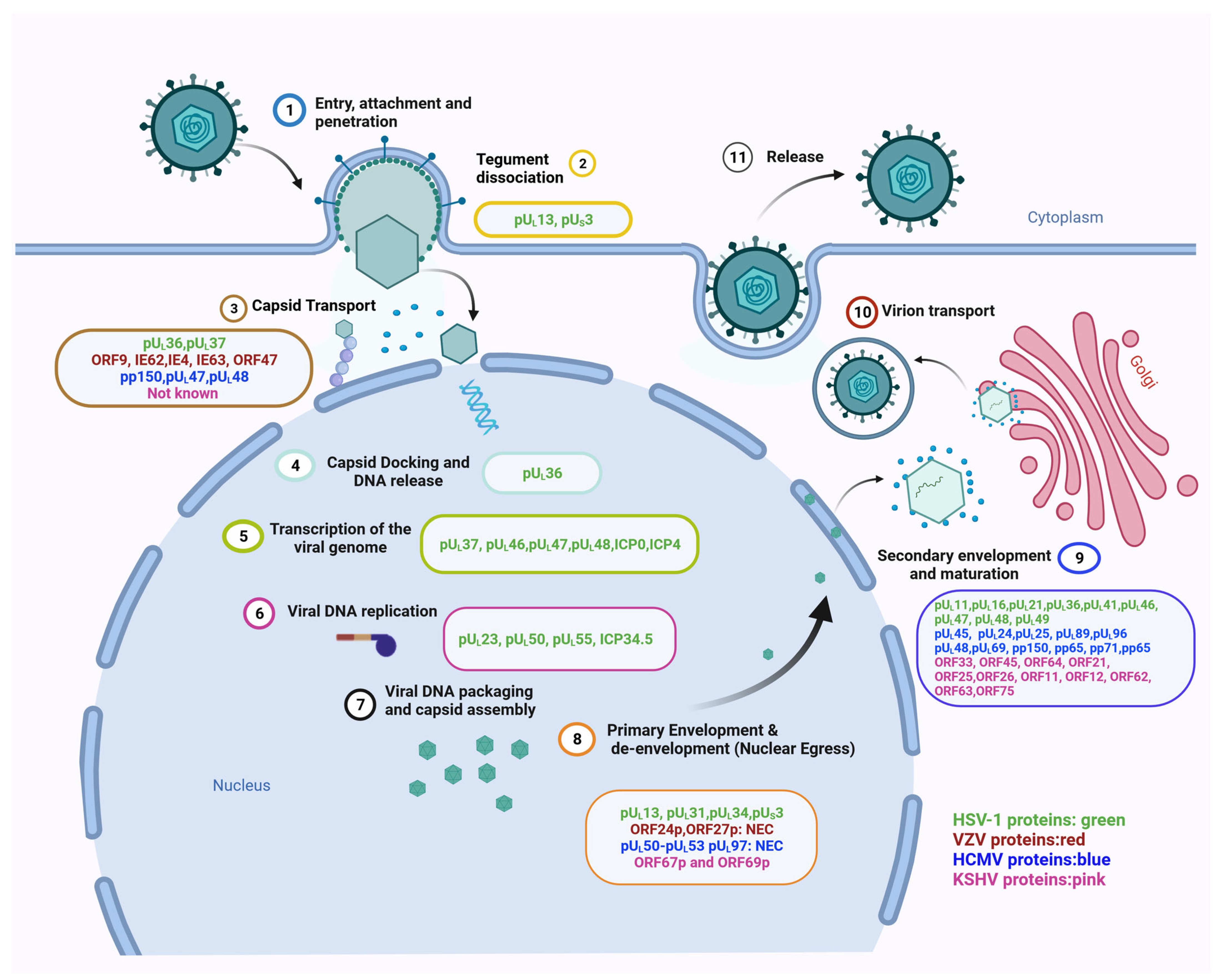 Comprehensive Analysis Of The Tegument Proteins Involved In Capsid Comprehensive Analysis Of The Tegument Proteins Involved In Capsid