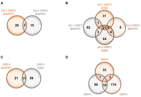 Virus–Host Protein Interaction Network of the Hepatitis E Virus ORF2 