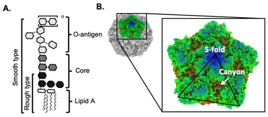 Viruses | free full-text | viral–bacterial interactions that impact