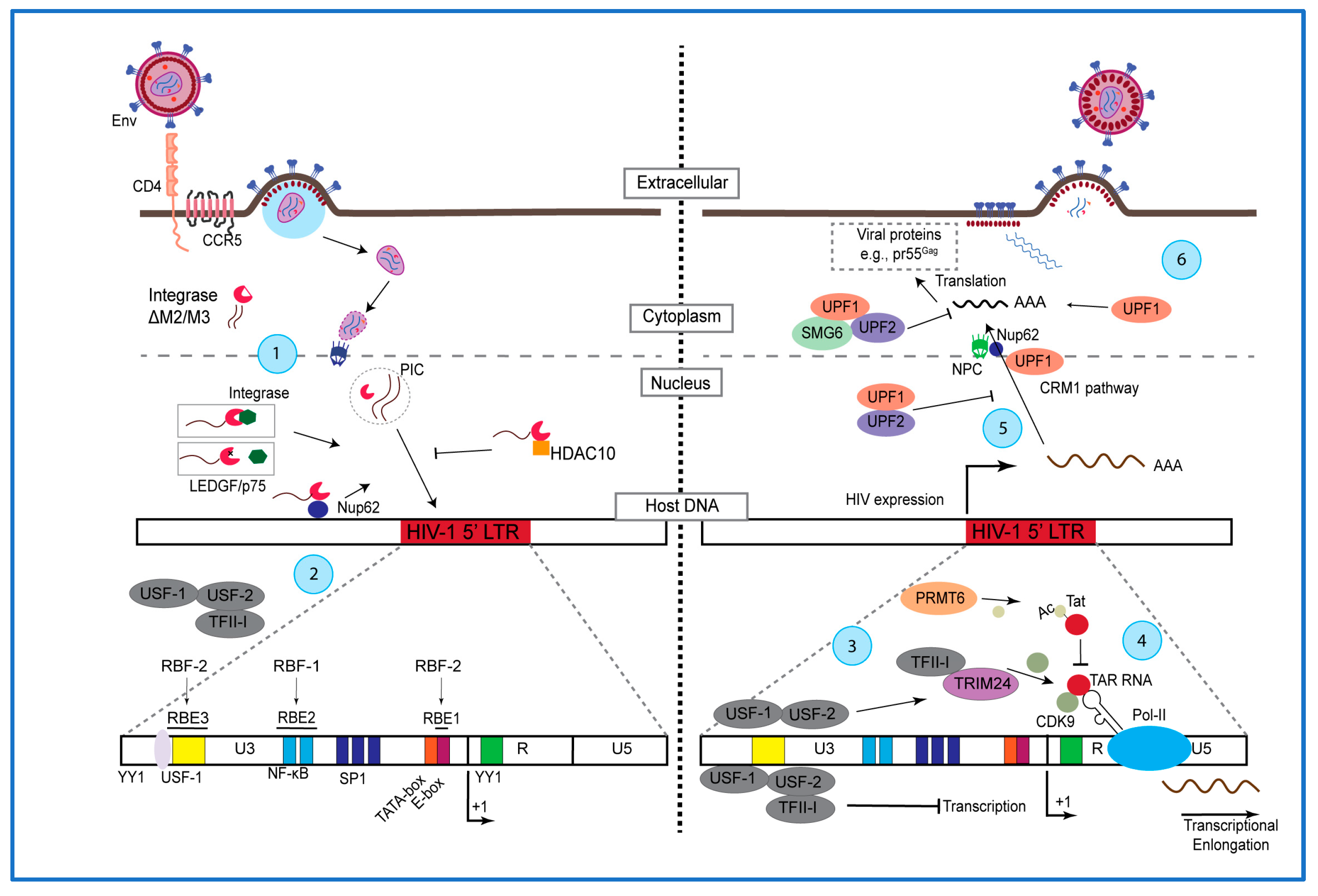 Viruses | Free Full-Text | A Canadian Survey Of Research On HIV-1 ...