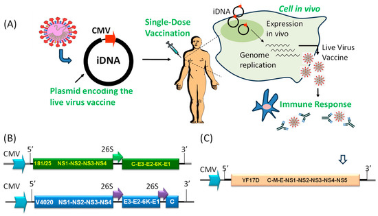 Viruses | Free Full-Text | Single-Dose Immunogenic DNA Vaccines Coding ...