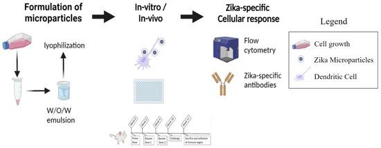 Viruses | Free Full-Text | Intranasal Immunization for Zika in a Pre ...