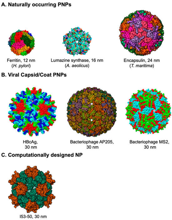 Viruses | Free Full-Text | Protein Nanoparticles as Vaccine Platforms ...