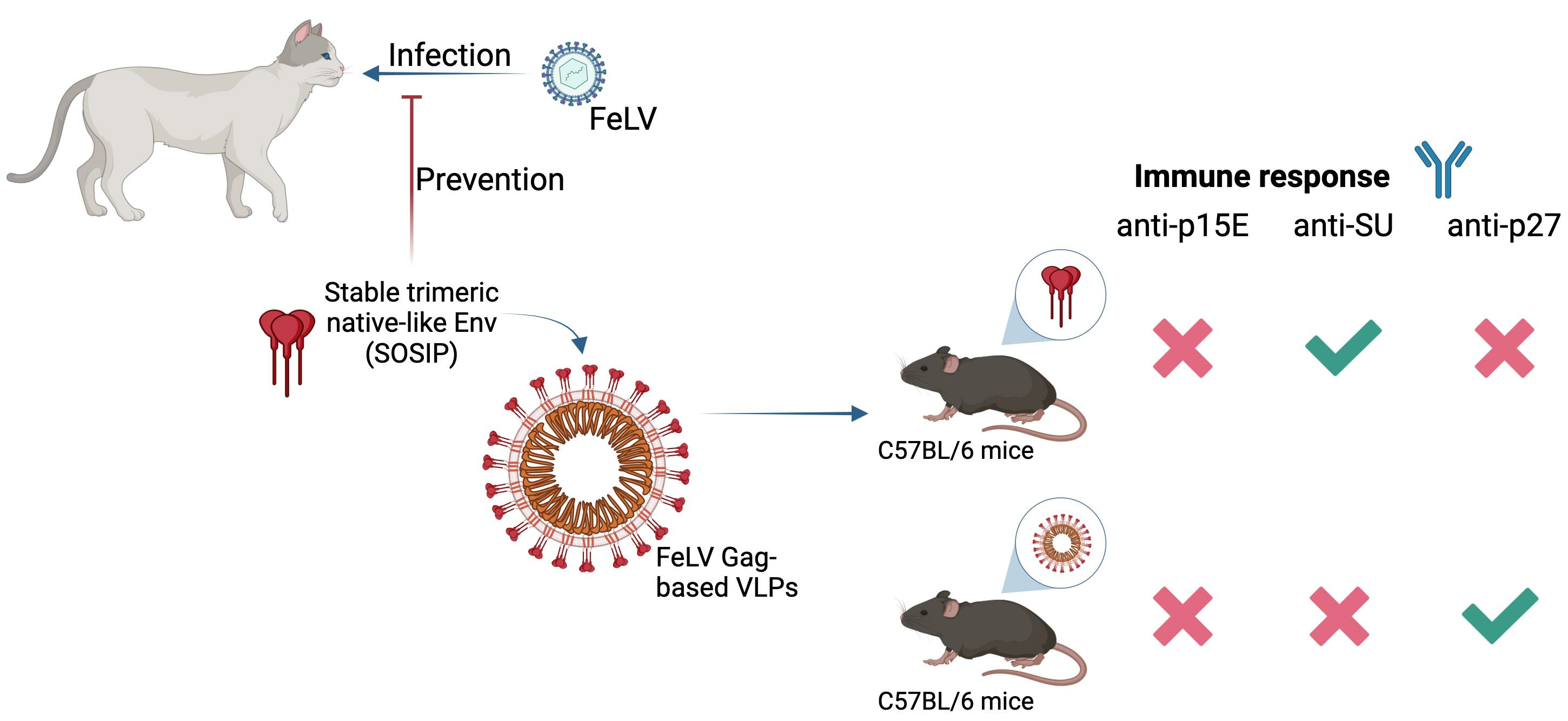 Viruses | Free Full-Text | Production and Immunogenicity of FeLV Gag ...