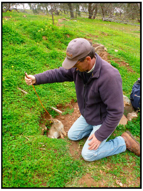 Surveillance of Wildlife Viruses: Insights from South Australia’s ...