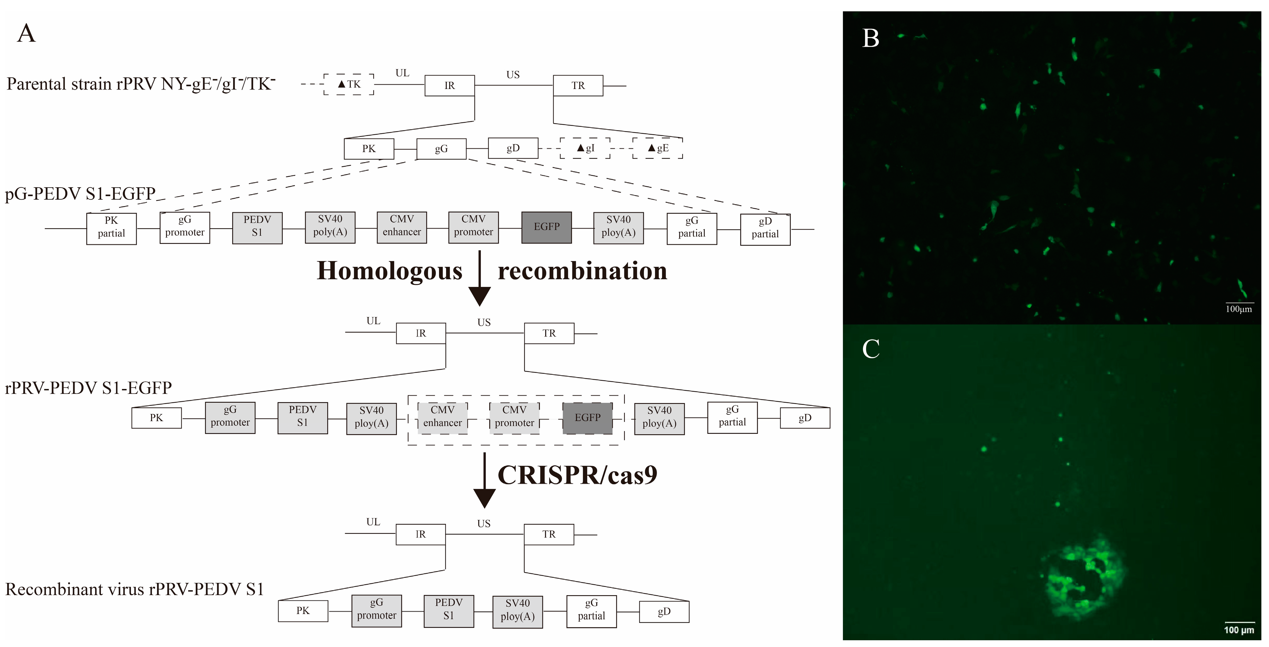 Construction and Immunogenicity of a Recombinant Porcine Pseudorabies ...