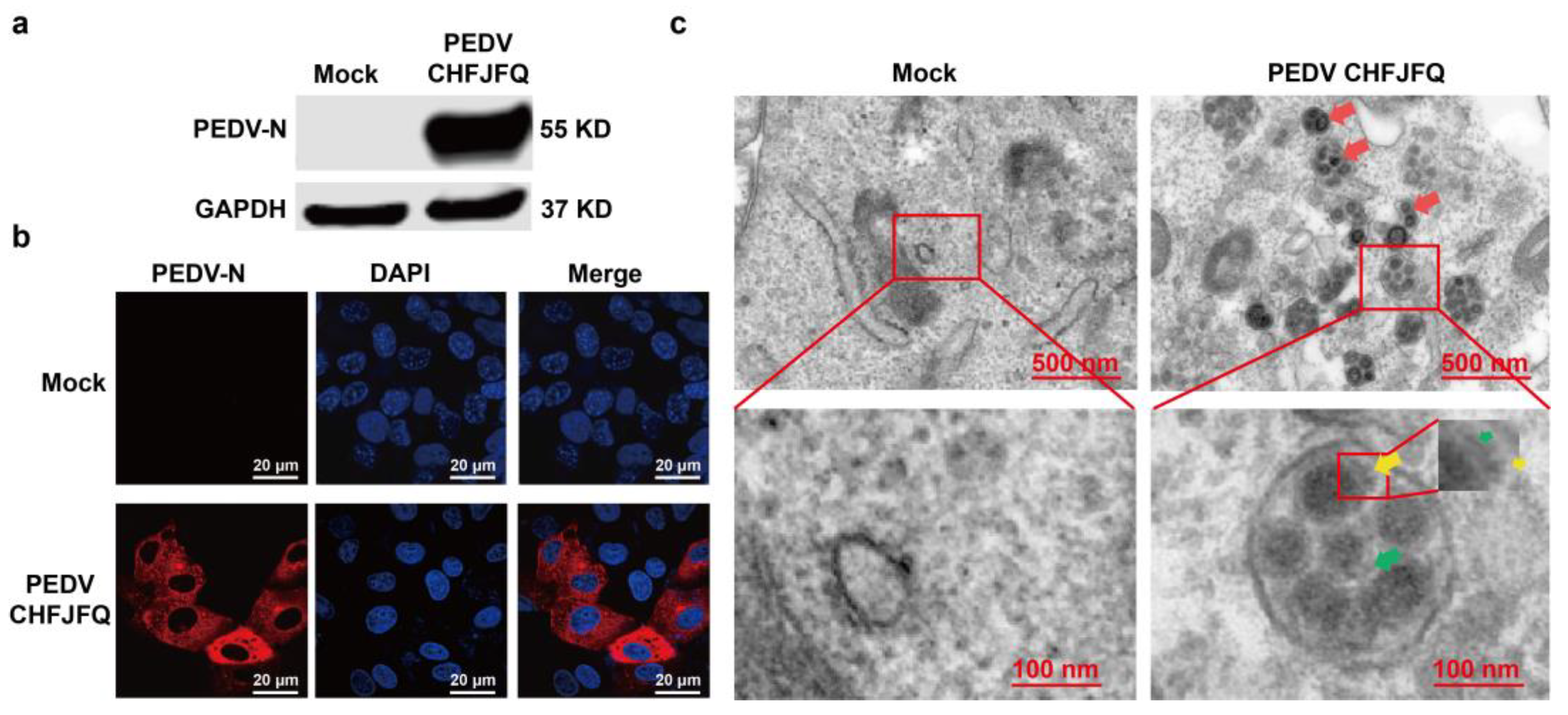 The Infectivity and Pathogenicity Characteristics of a Recombinant ...