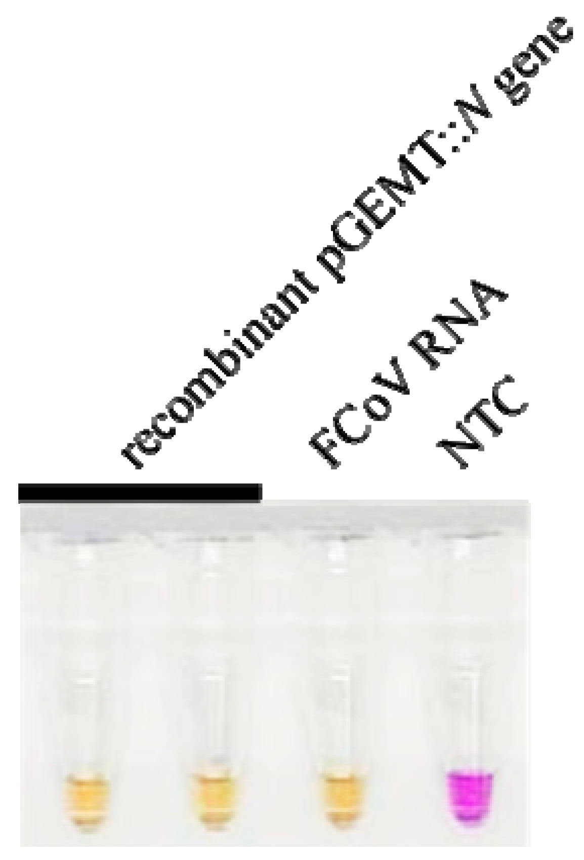 Colorimetric Reverse Transcription Loop-Mediated Isothermal ...