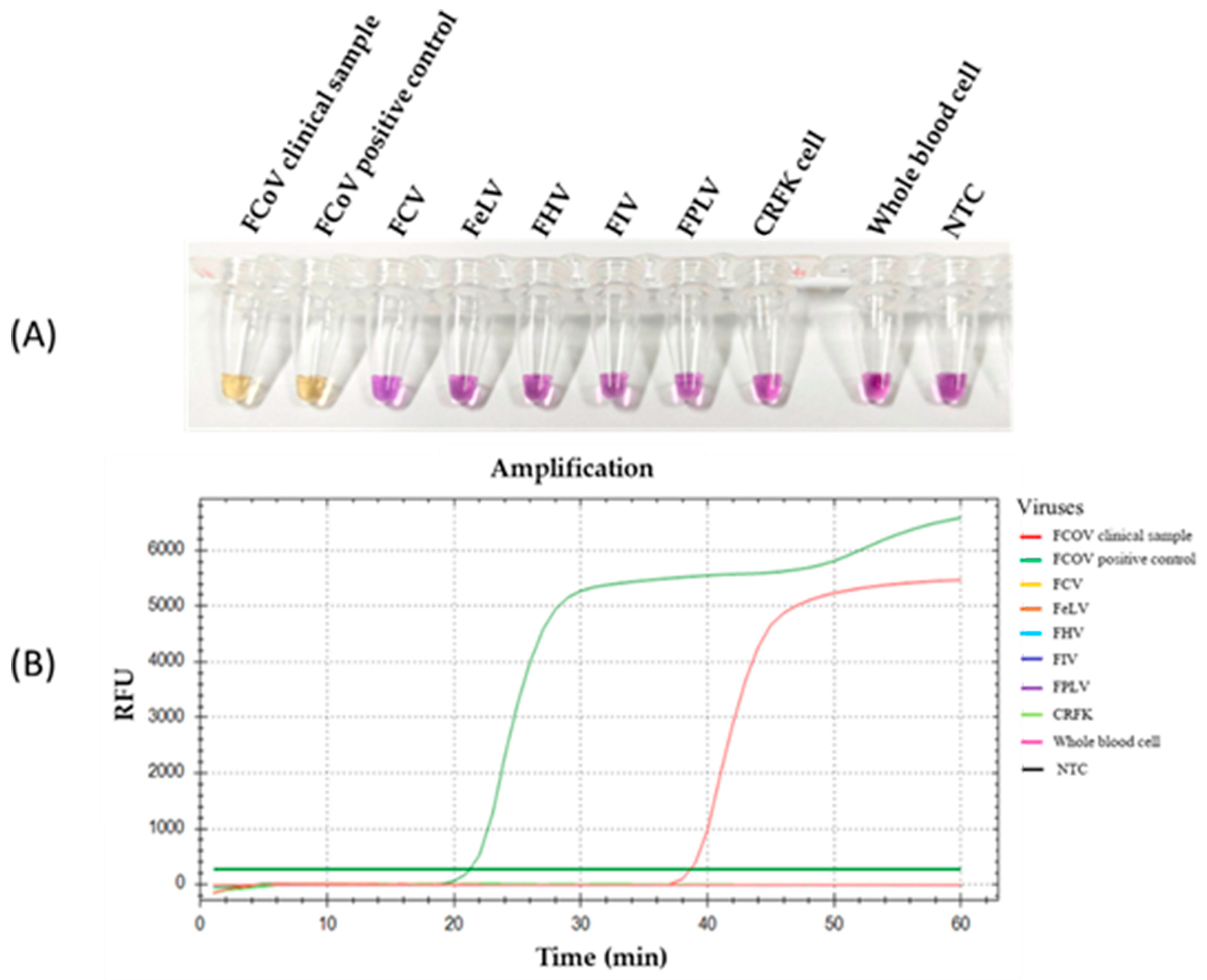 Colorimetric Reverse Transcription Loop-Mediated Isothermal ...