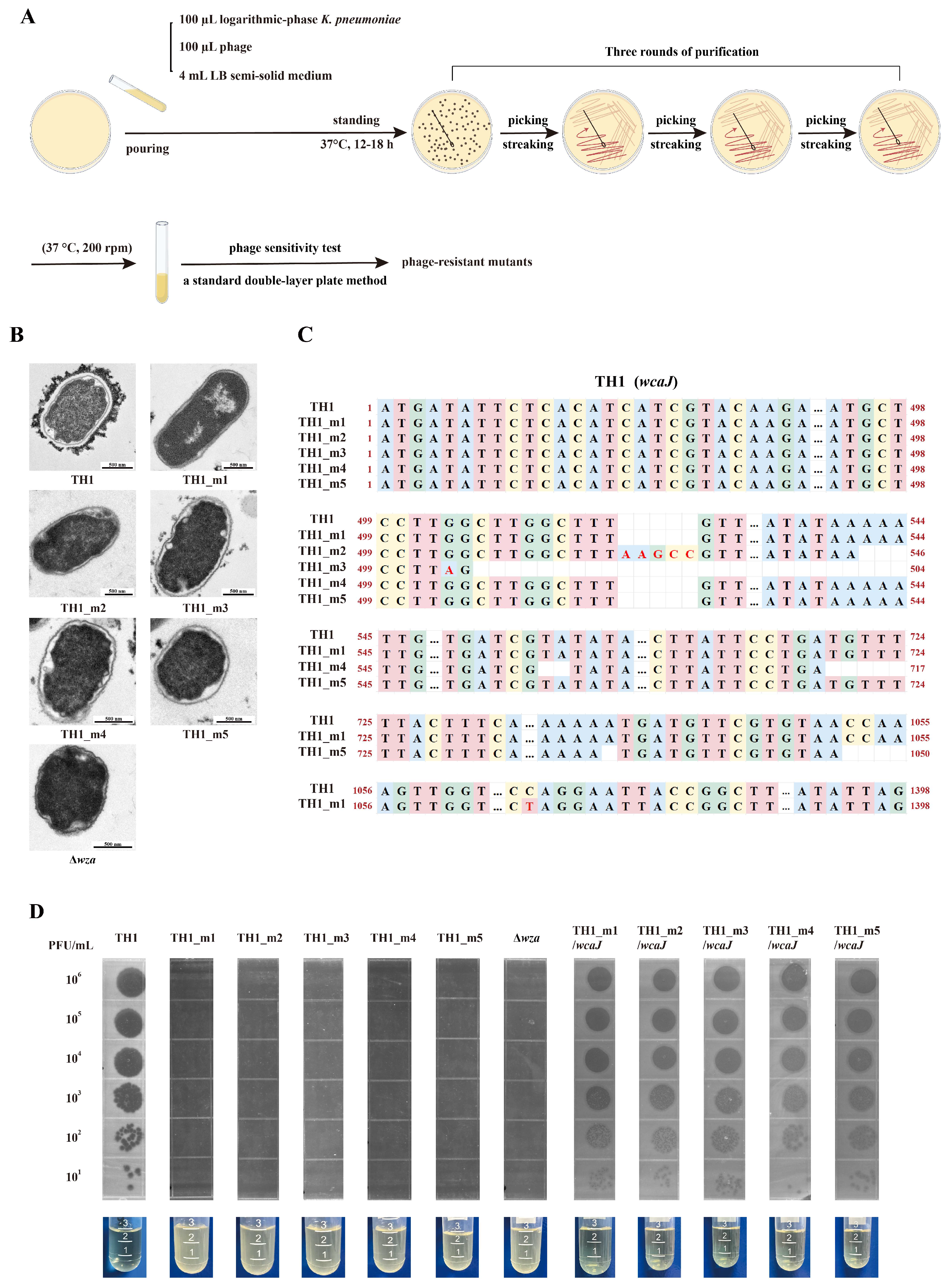 Characterization of a Phage-Encoded Depolymerase Against