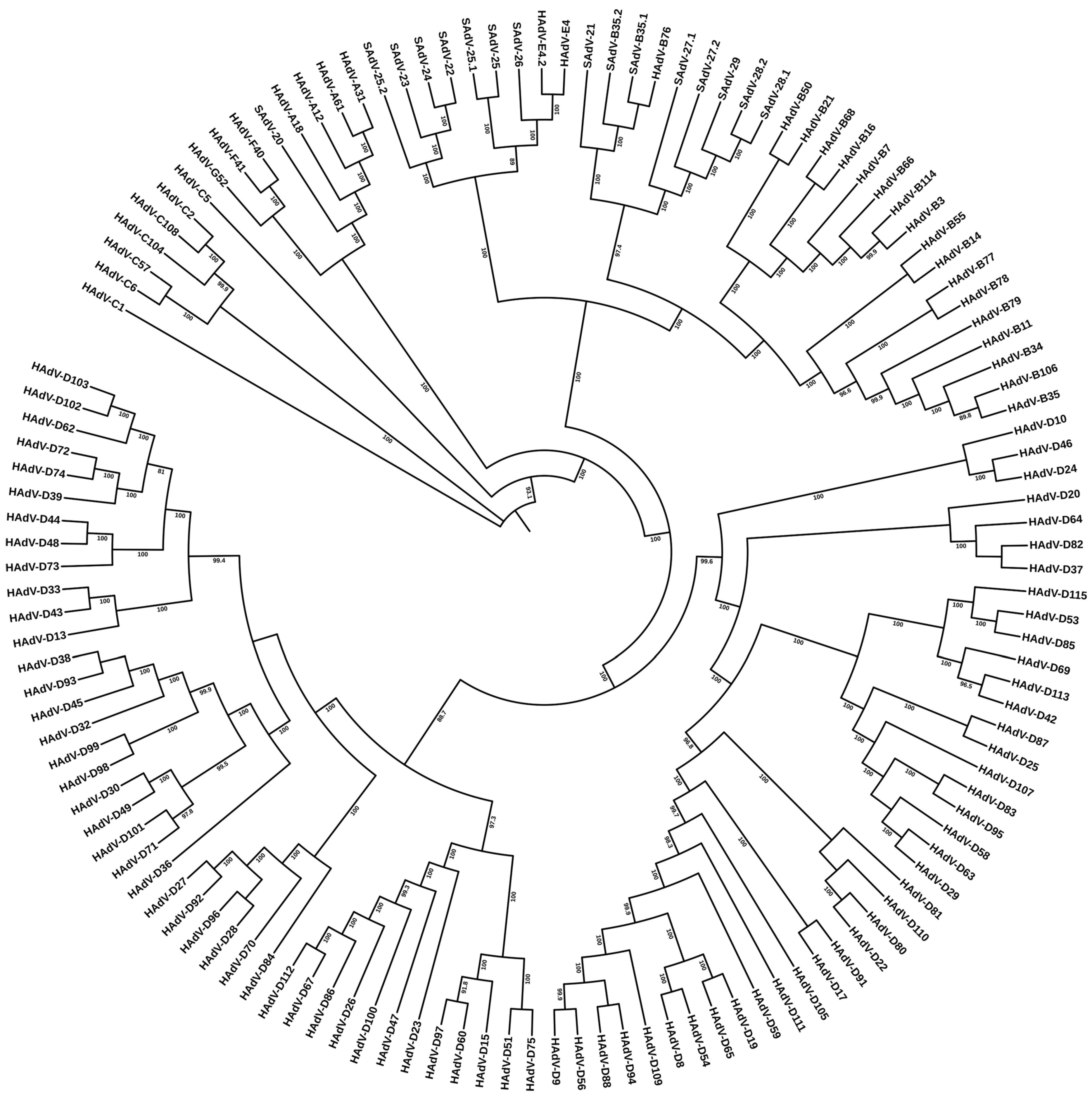 Evolution of Human Adenoviruses, a Double-Stranded DNA Viral Pathogen ...