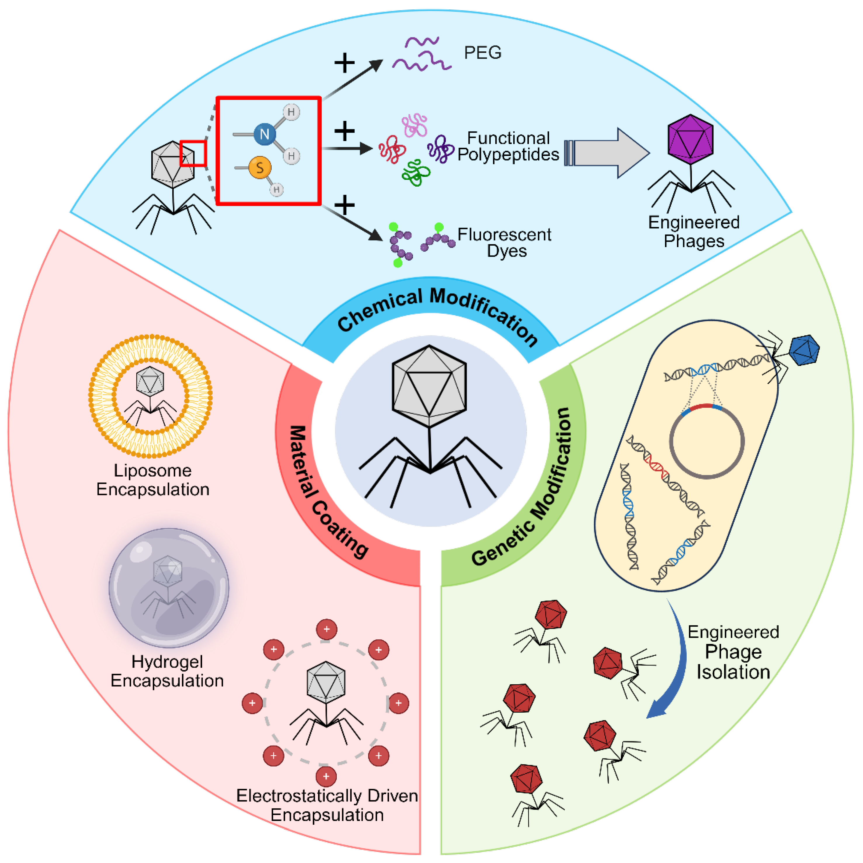 Designer Phages Engineered Bacteriophages: A Next-Generation Platform for Precision ...