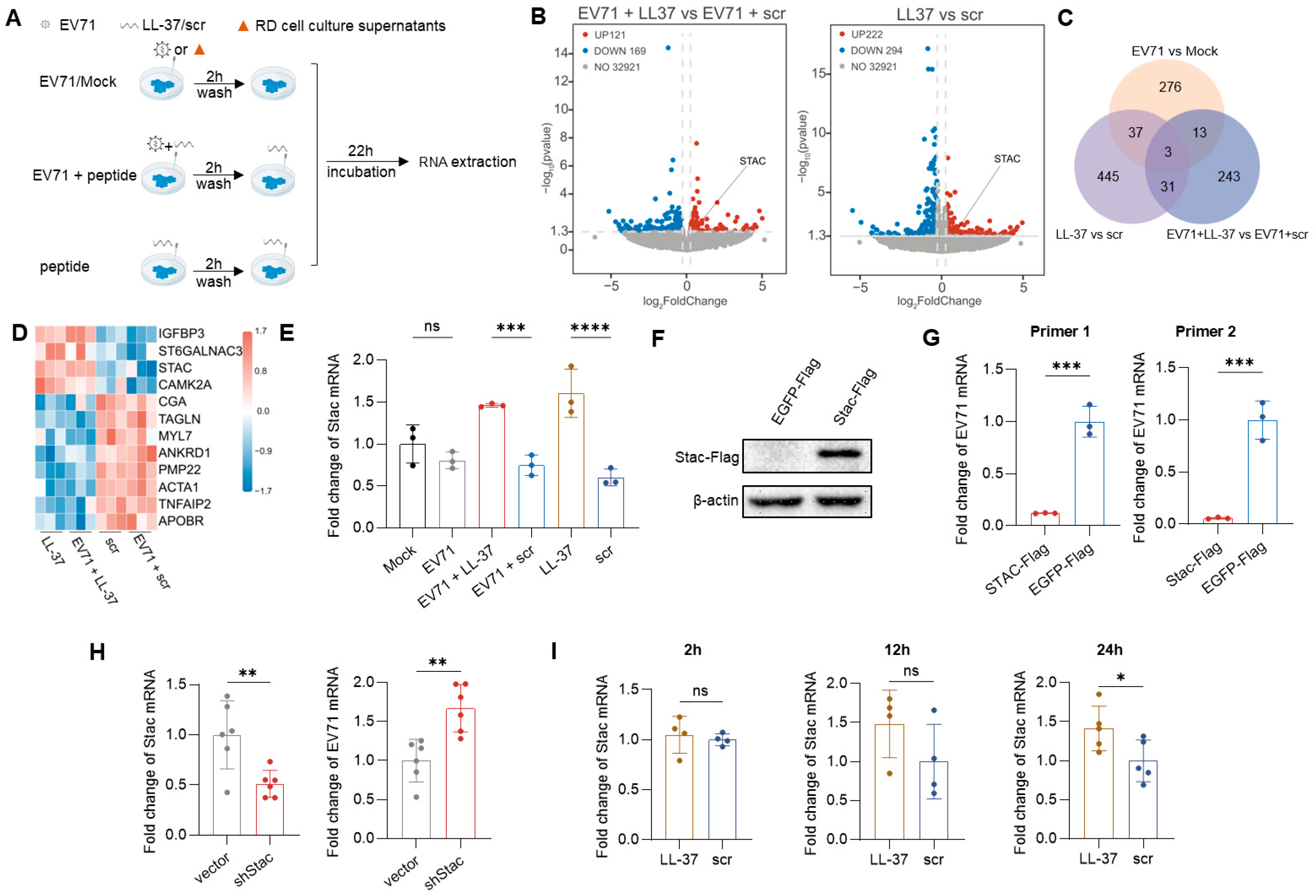 LL-37 Inhibits EV71 Infection by Upregulating STAC via the EGFR-ERK ...
