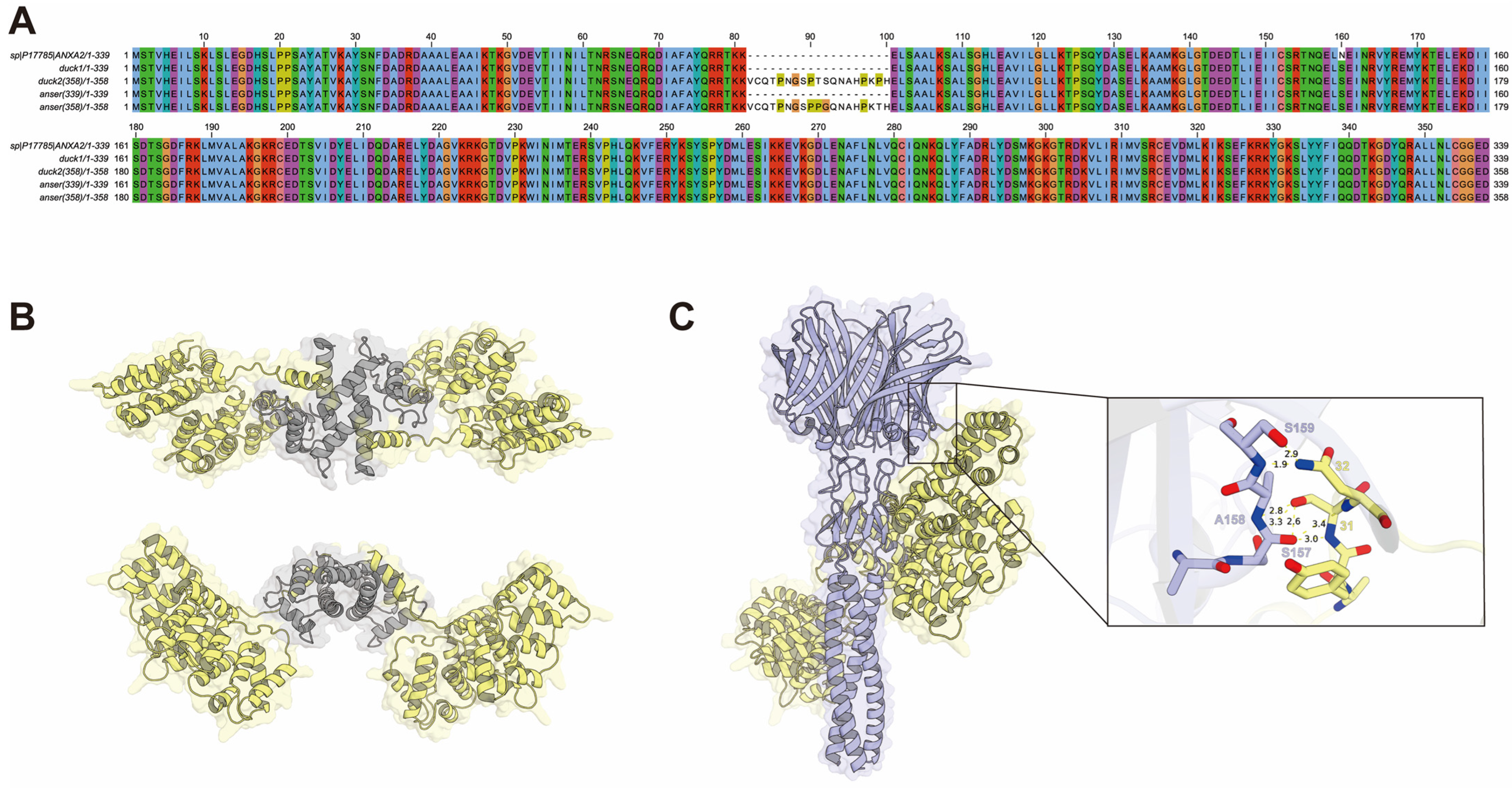 Characterization of a Goose-Origin Avian Orthoreovirus with Interferon ...