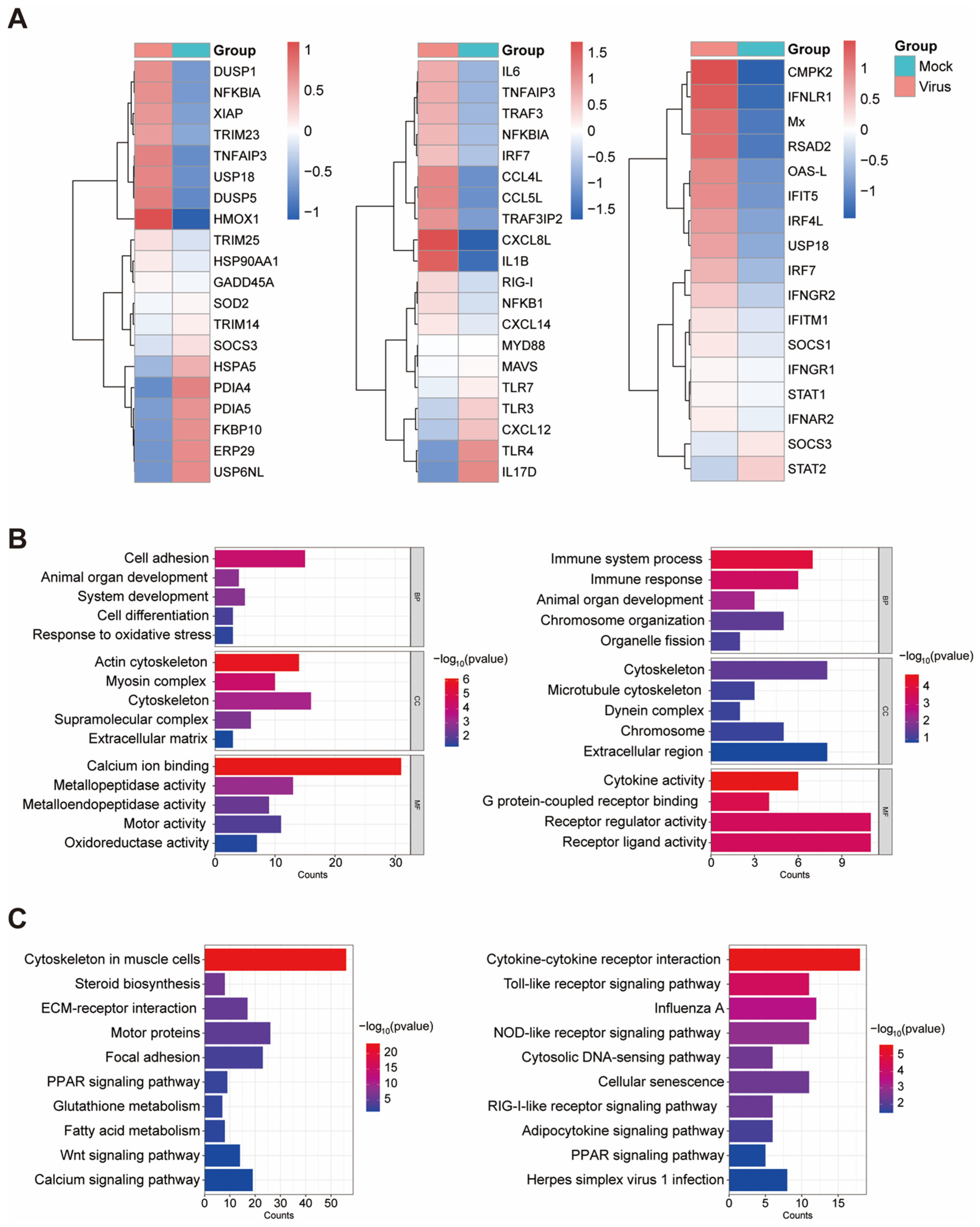 Characterization of a Goose-Origin Avian Orthoreovirus with Interferon ...