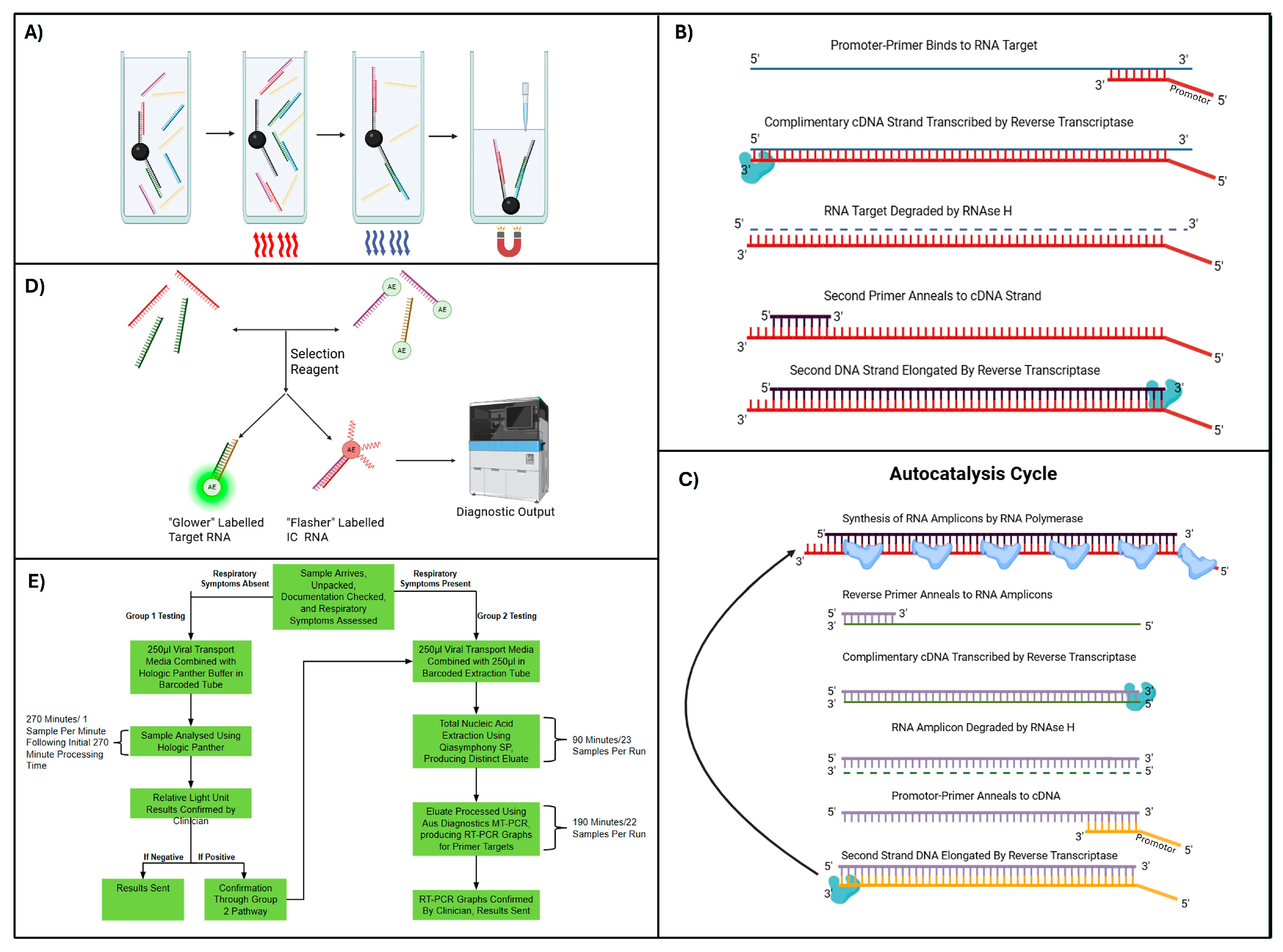 Development and Evaluation of Molecular Diagnostic Tests for SARS-CoV-2 ...