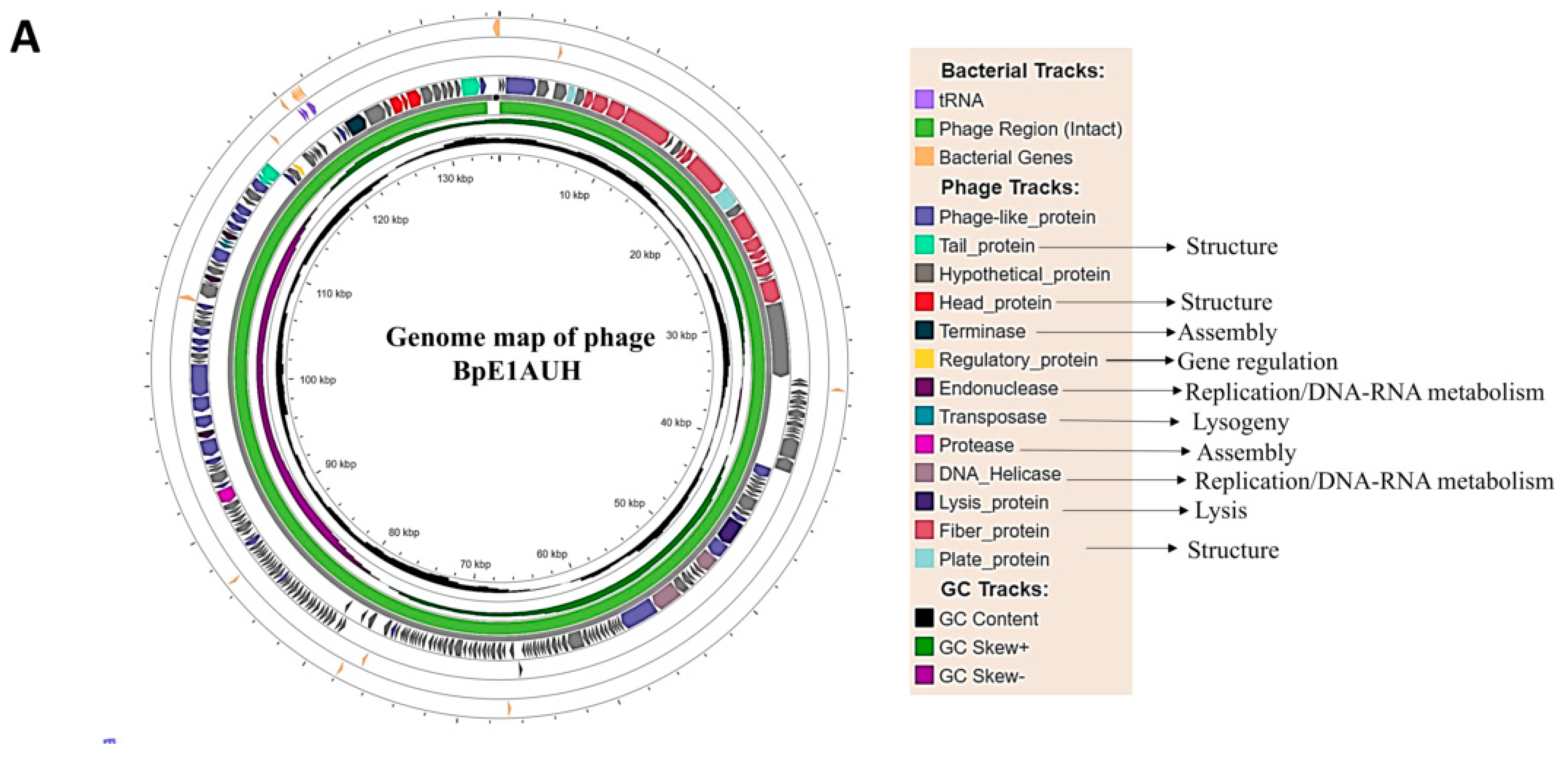 Isolation and Genomic Characterization of a Lytic Bacteriophage Against ...