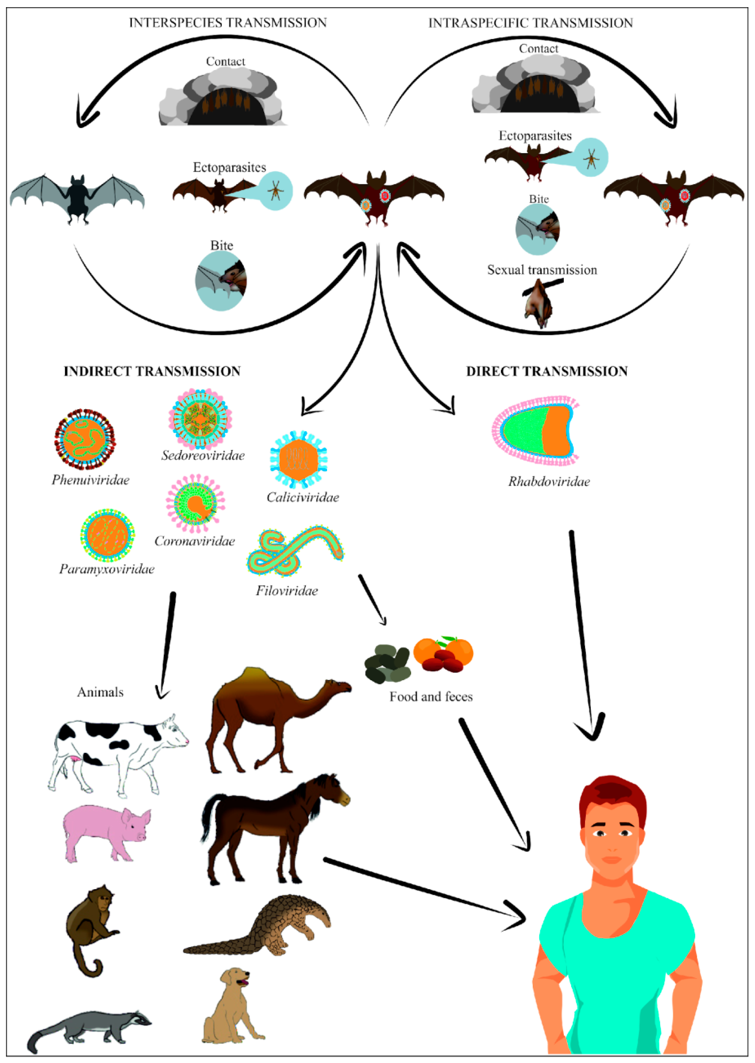 Bat-Borne Viruses and Pandemic Risk: Could Europe Be an Emergence Hotspot?