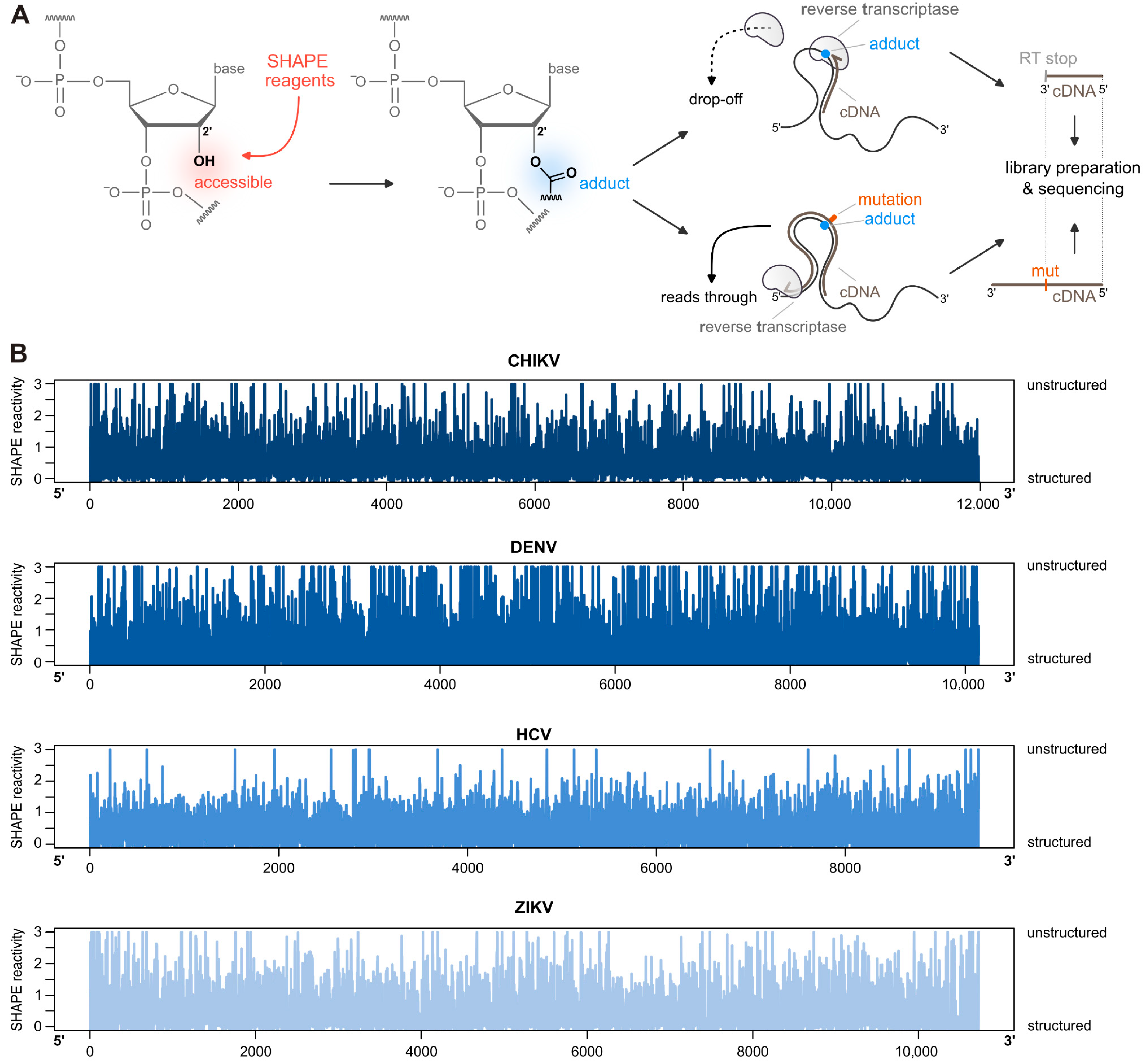 Decoding the Structural Complexity of Viral RNAs with SHAPE to Guide ...