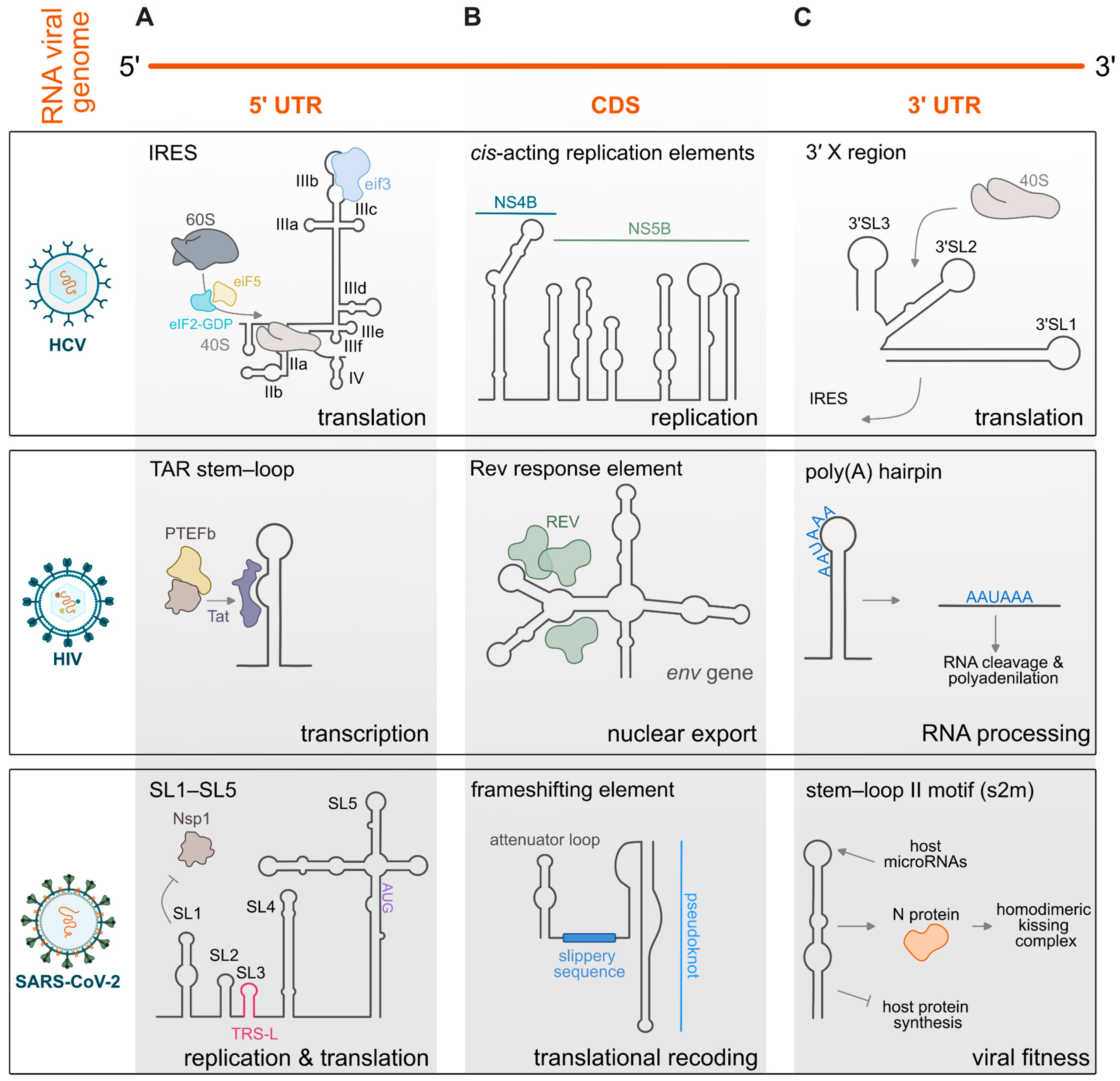 Decoding the Structural Complexity of Viral RNAs with SHAPE to Guide ...