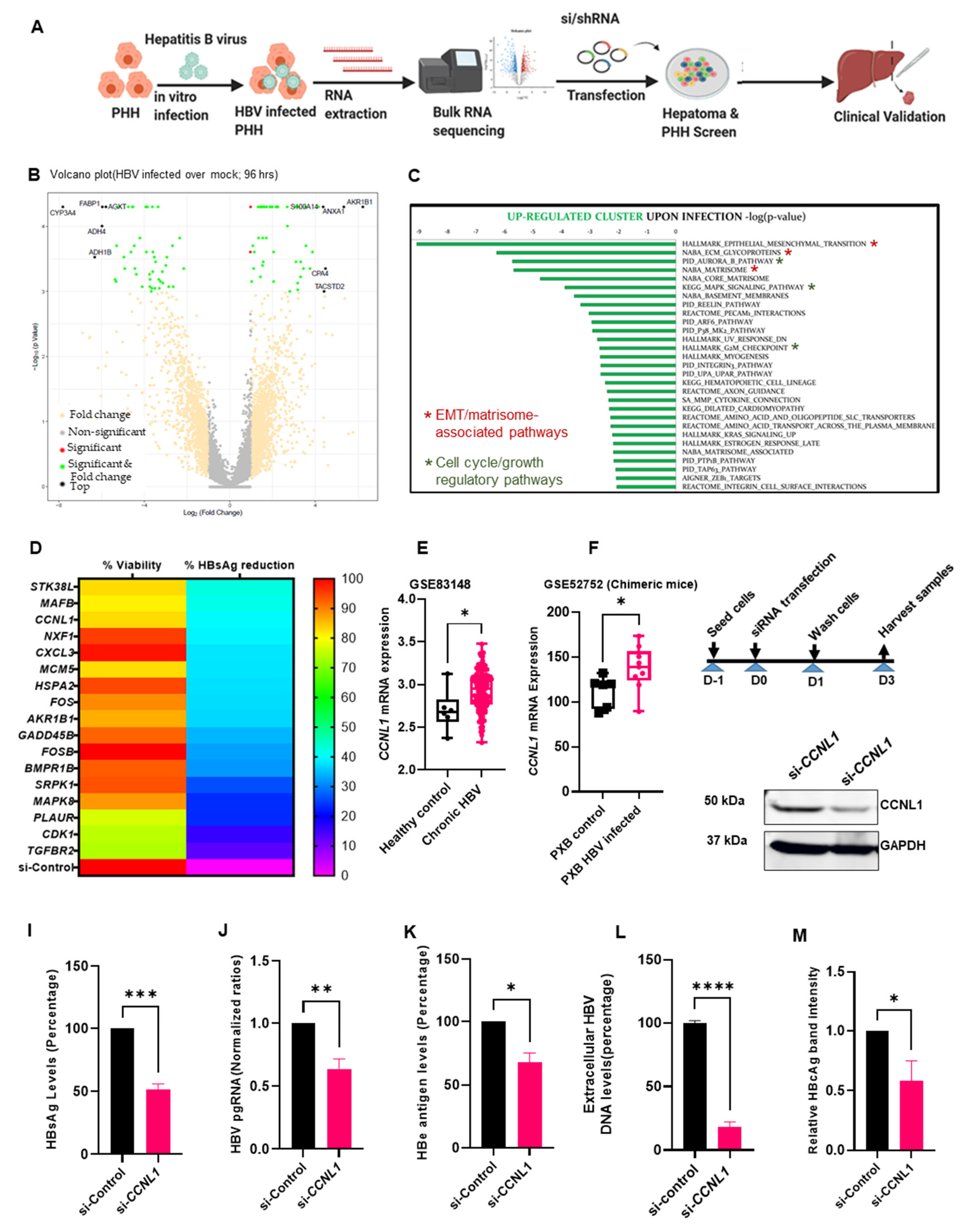 Identification of Cyclin L1 as a Host Factor Regulating Hepatitis B ...